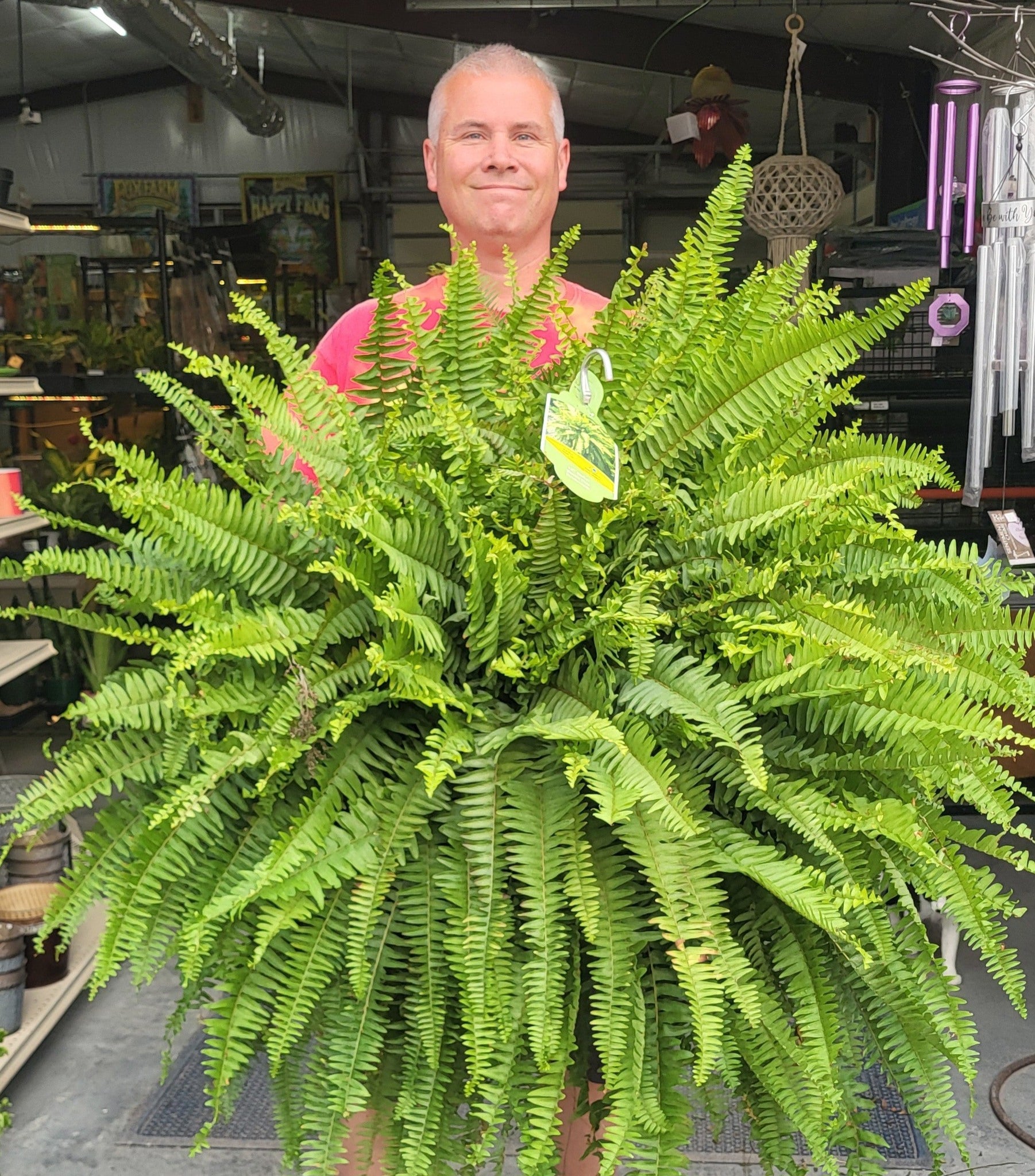 Boston Fern Hanging Basket