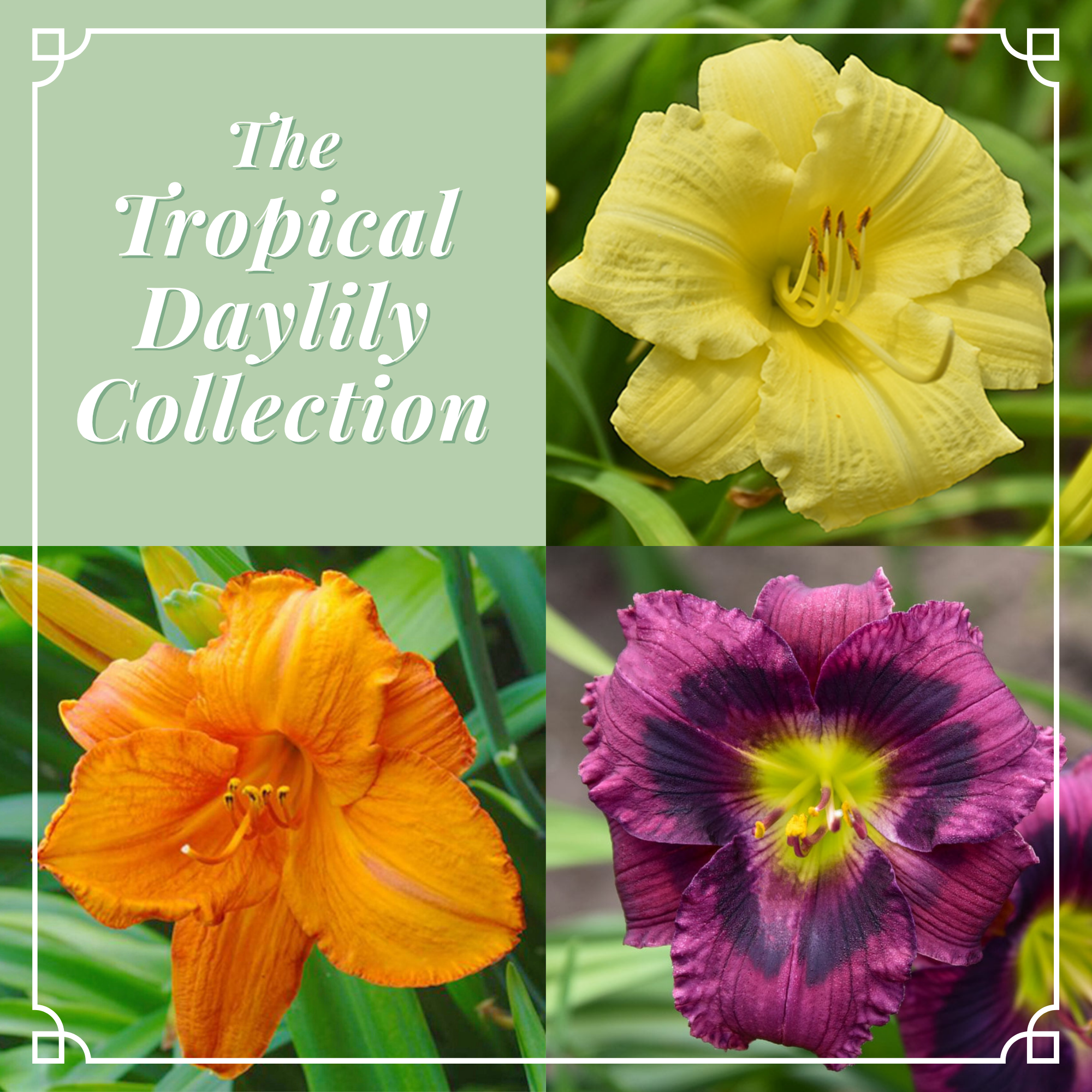 Tropical Daylily Collection