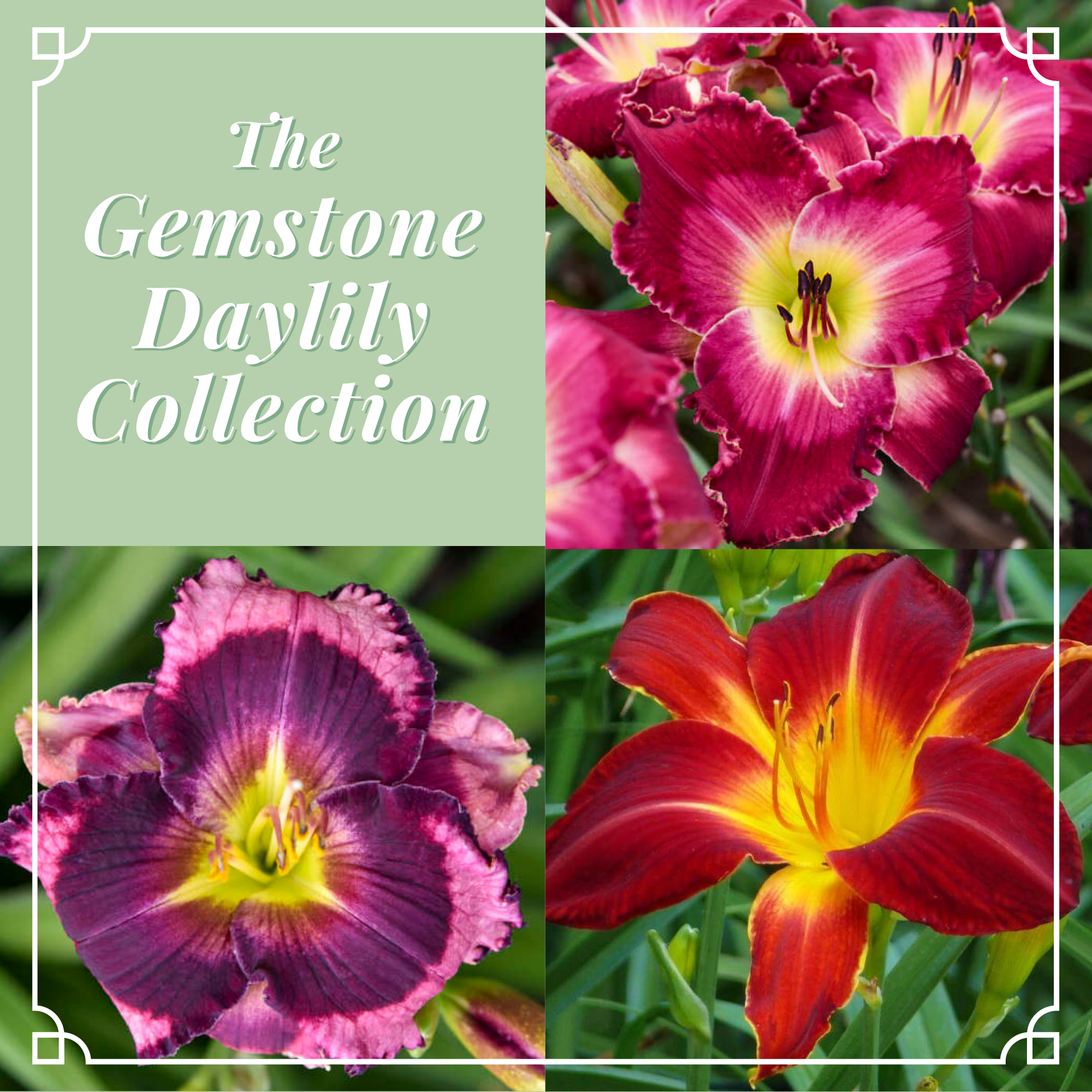 Gemstone Daylily Collection