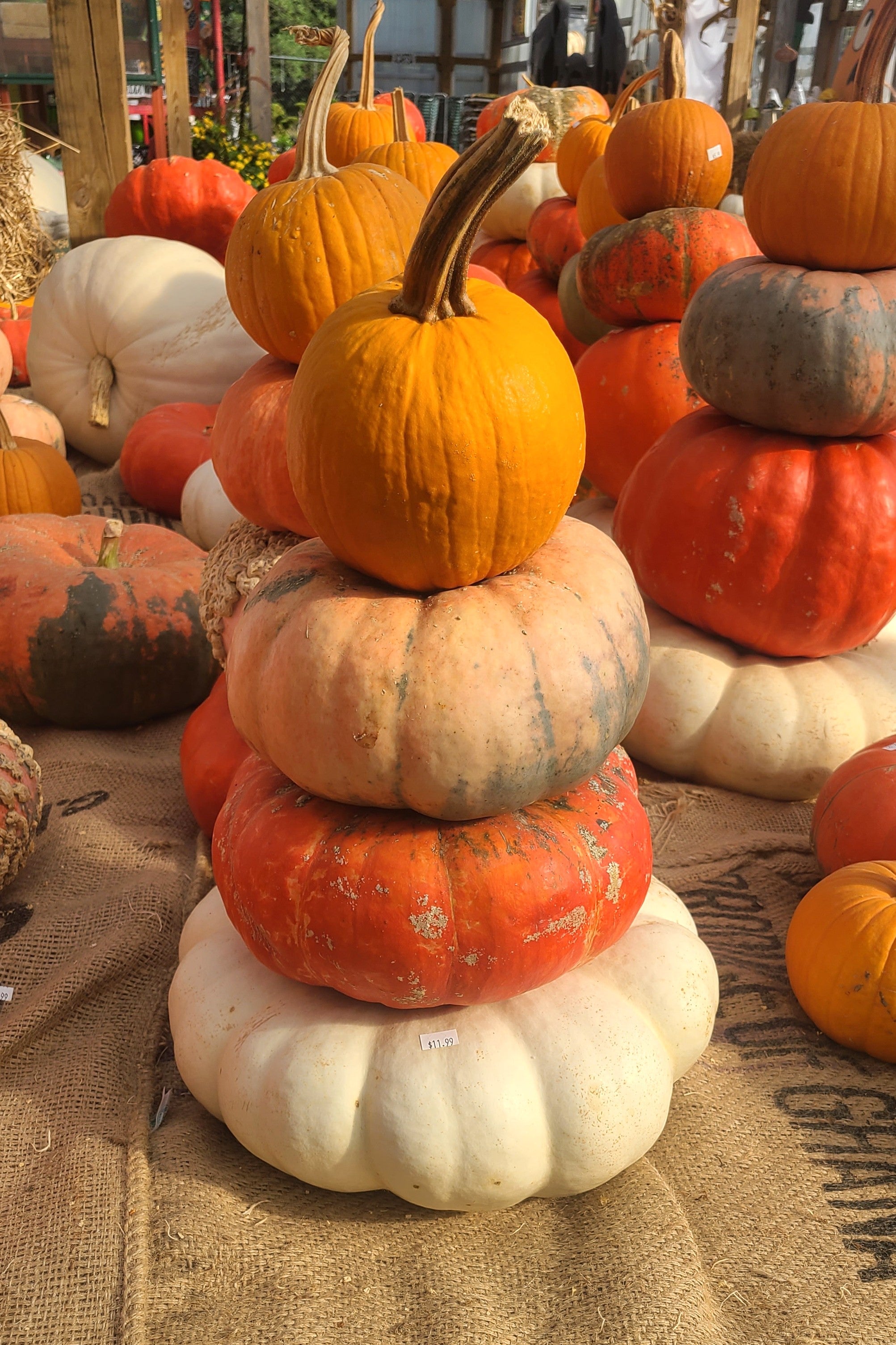 Pumpkin Stacks