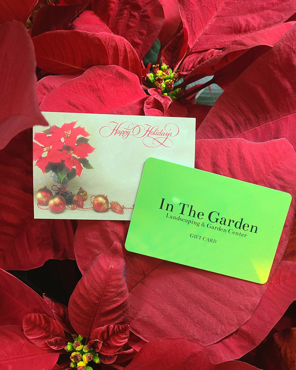 Classic Red Poinsettia