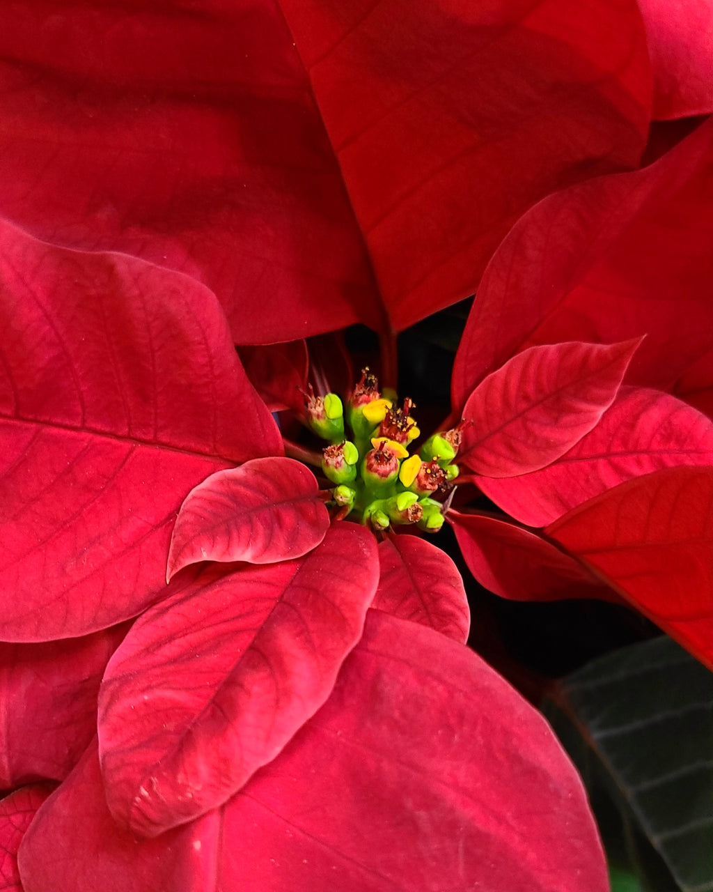 Classic Red Poinsettia