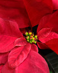 Classic Red Poinsettia