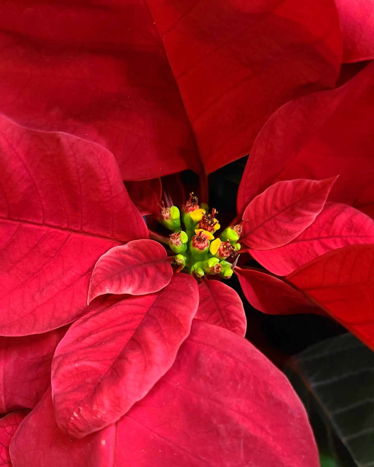 Classic Red Poinsettia