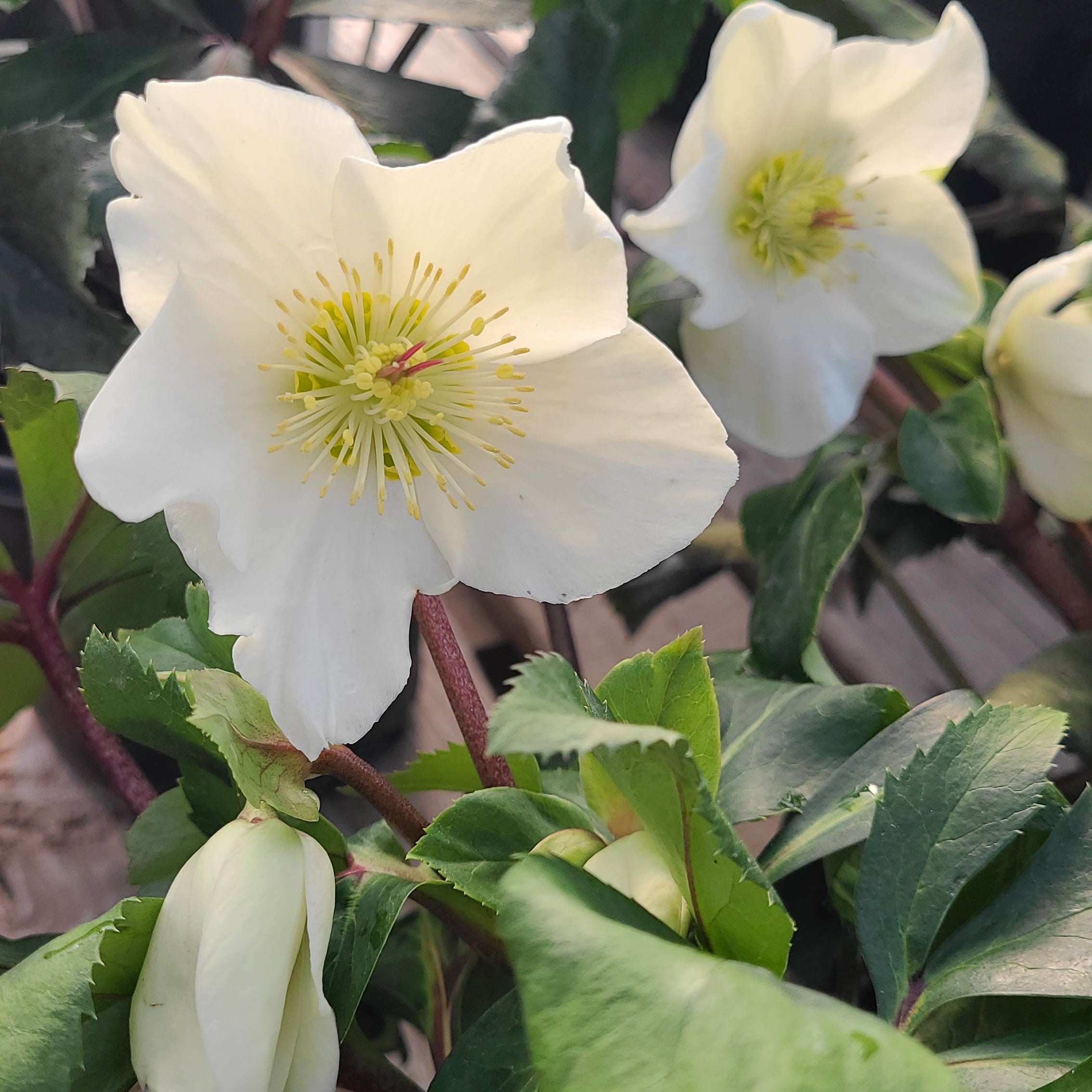 HGC® Ice N' Roses® White Hellebore