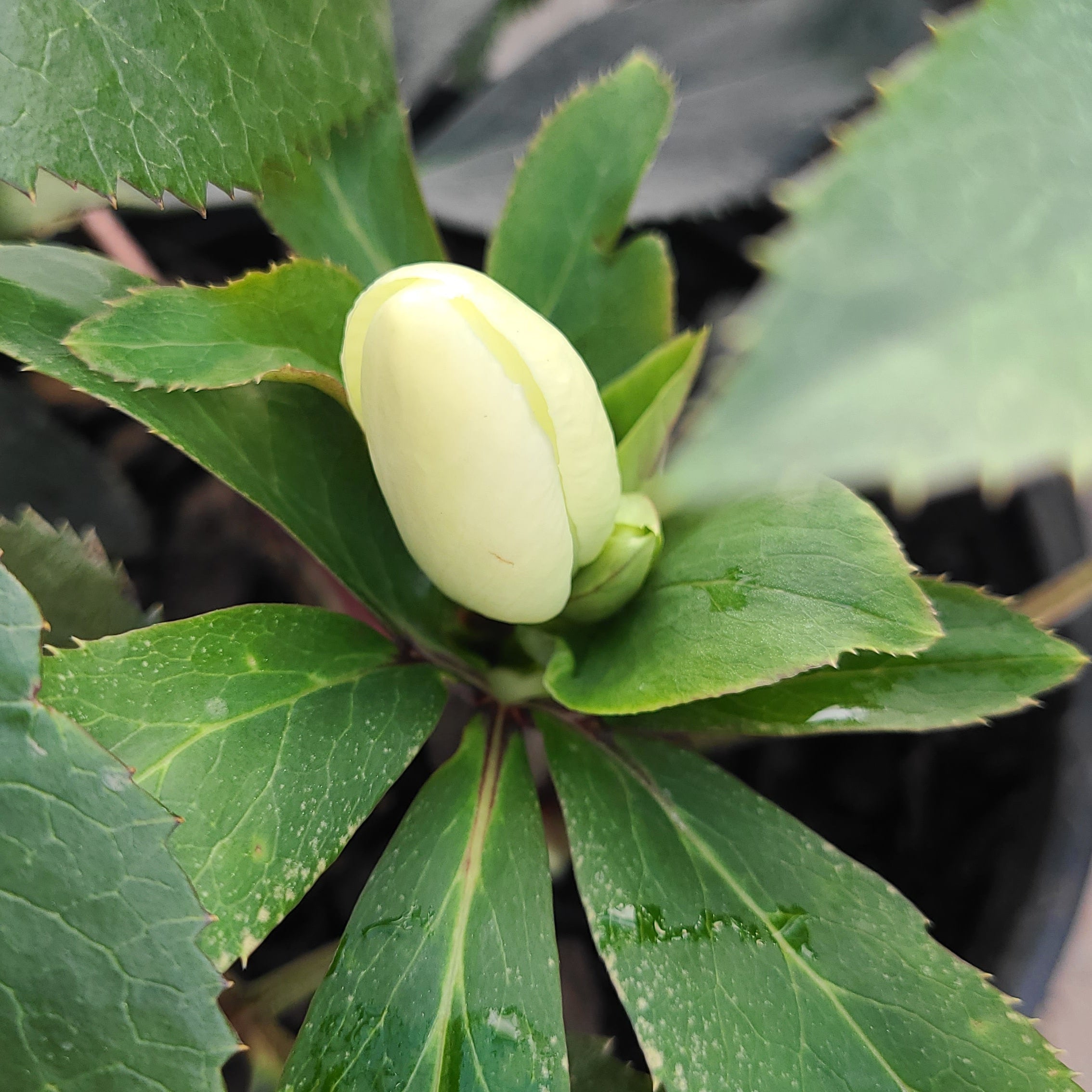 HGC® Ice N' Roses® White Hellebore