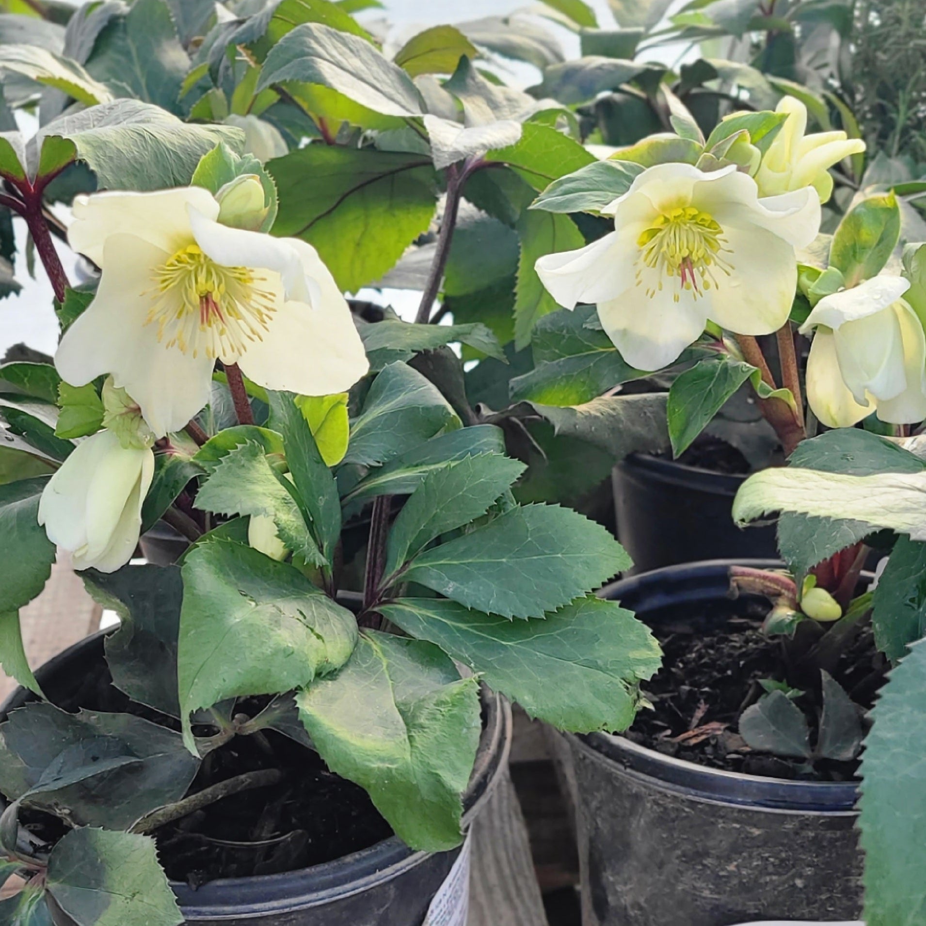 HGC® Ice N' Roses® White Hellebore
