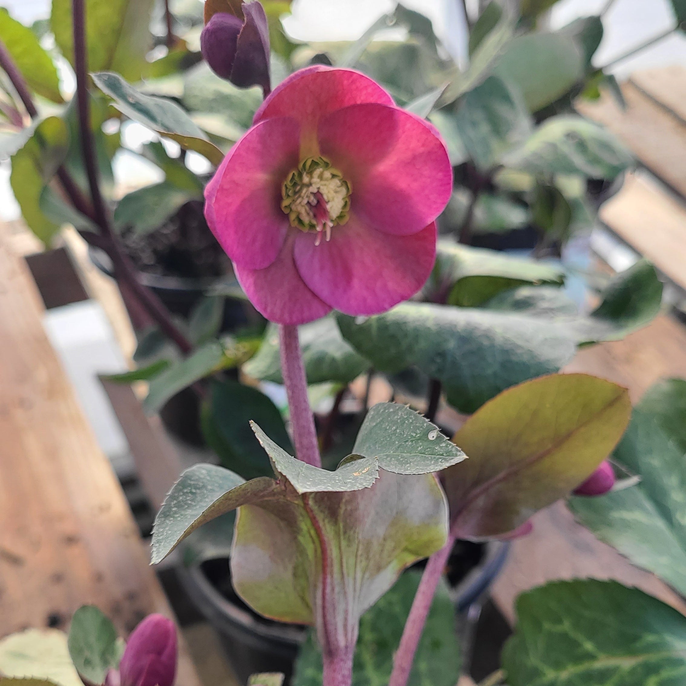 FrostKiss™ Anna's Red Hellebore