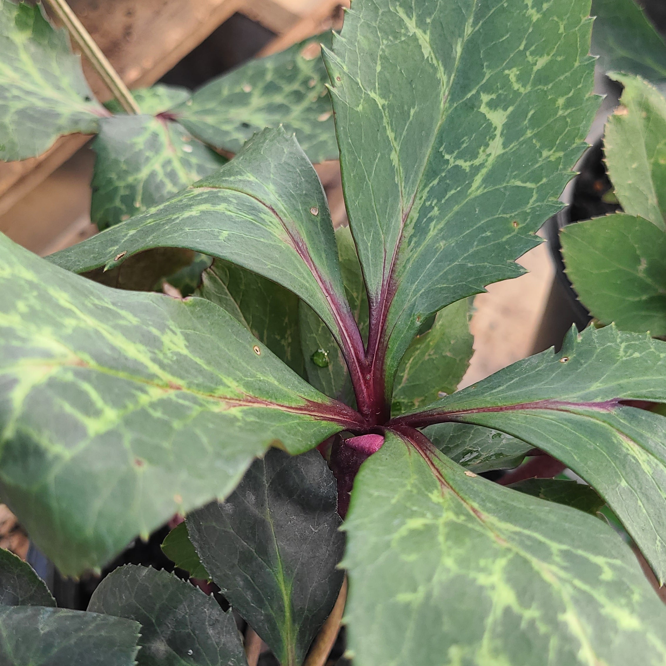 FrostKiss™ Anna's Red Hellebore