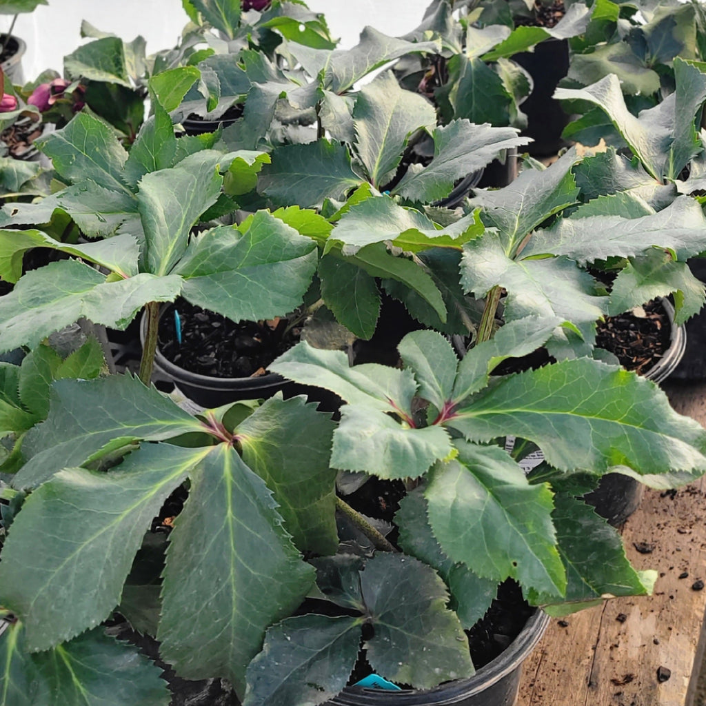 HGC® Ice Breaker® Bonny Hellebore