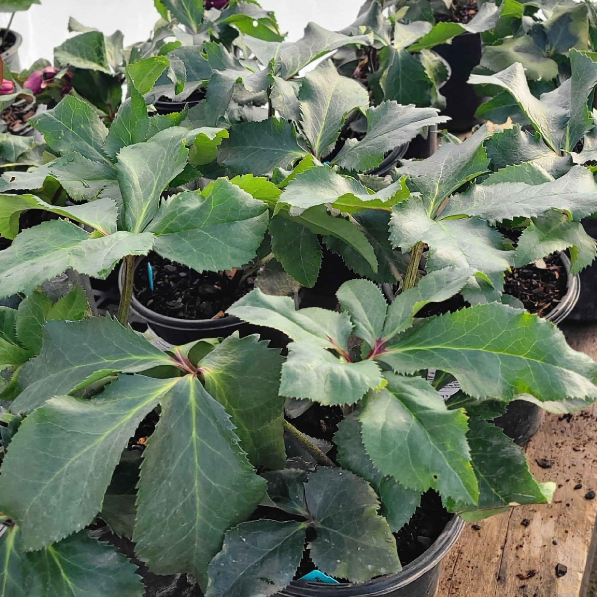 HGC® Ice Breaker® Bonny Hellebore