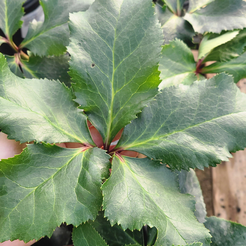 HGC® Ice Breaker® Bonny Hellebore