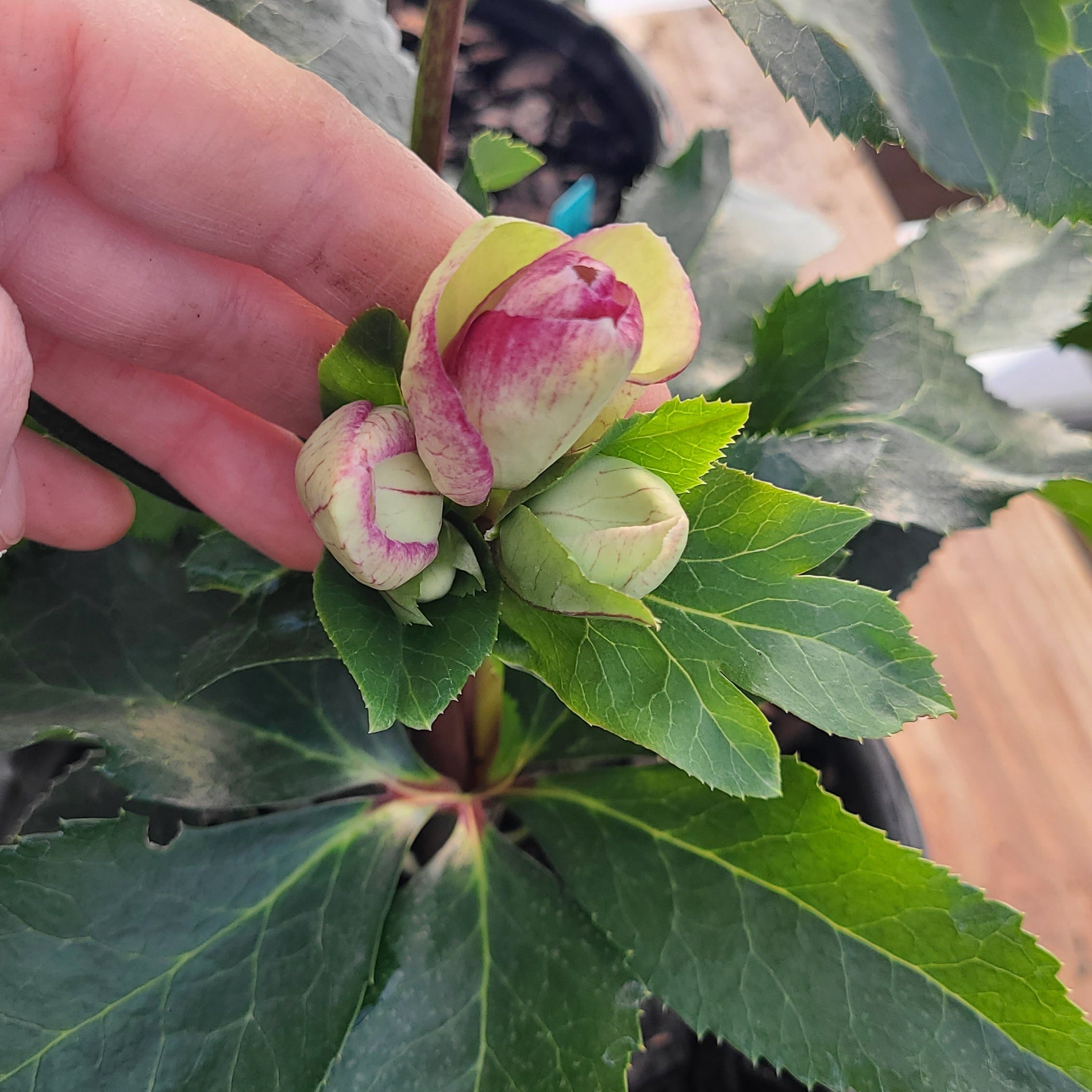 HGC® Ice Breaker® Bonny Hellebore