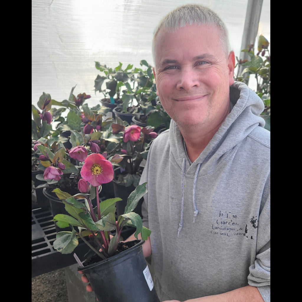 FrostKiss™ Charmer Hellebore