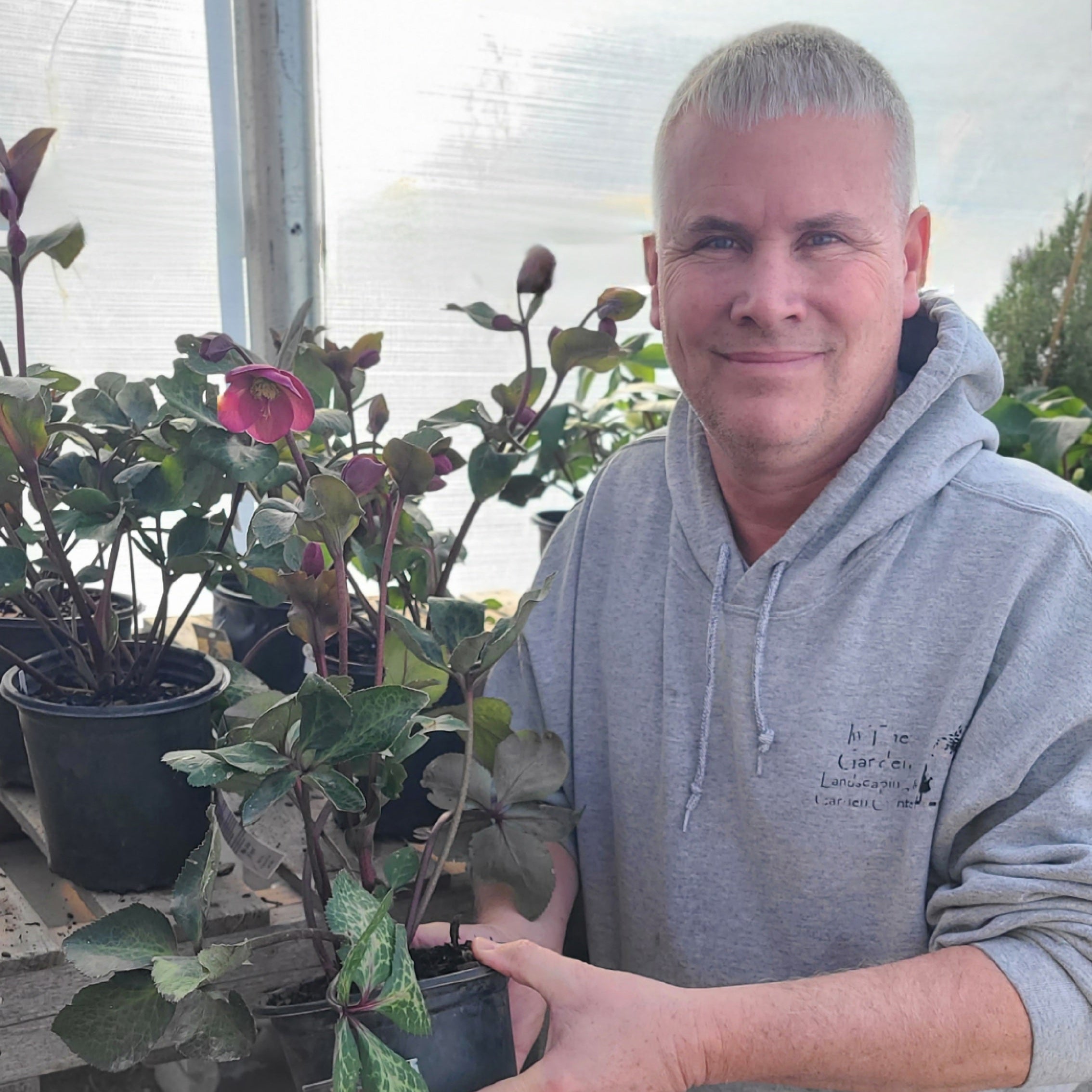 FrostKiss™ Anna's Red Hellebore