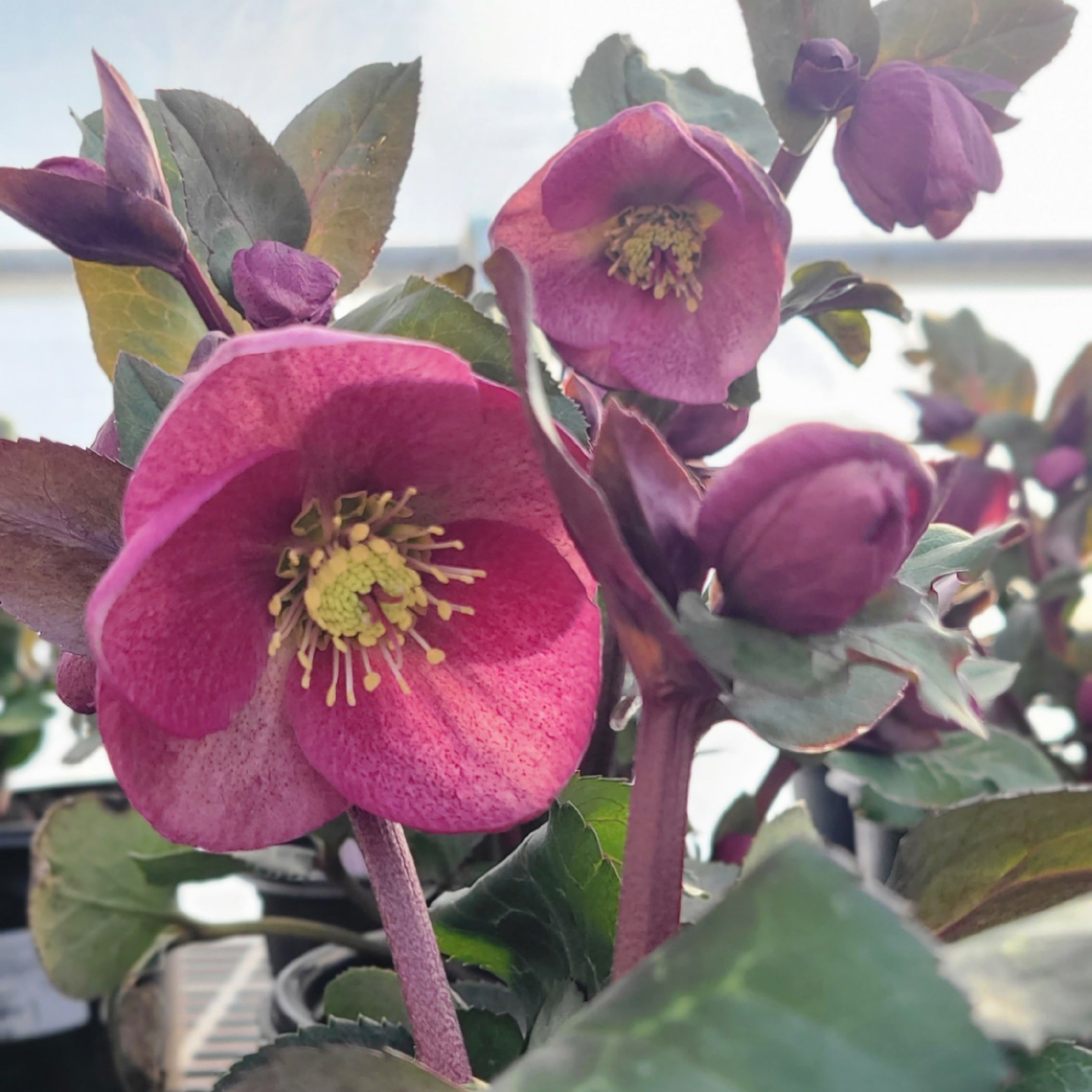 FrostKiss™ Charmer Hellebore