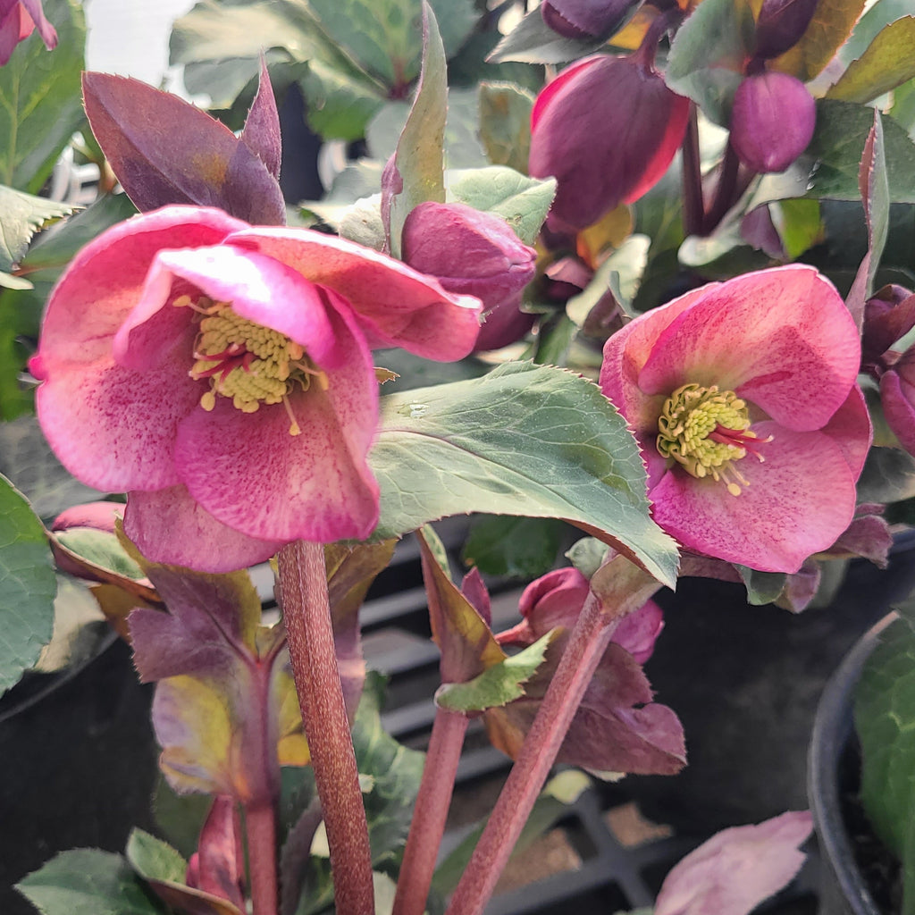 FrostKiss™ Charmer Hellebore