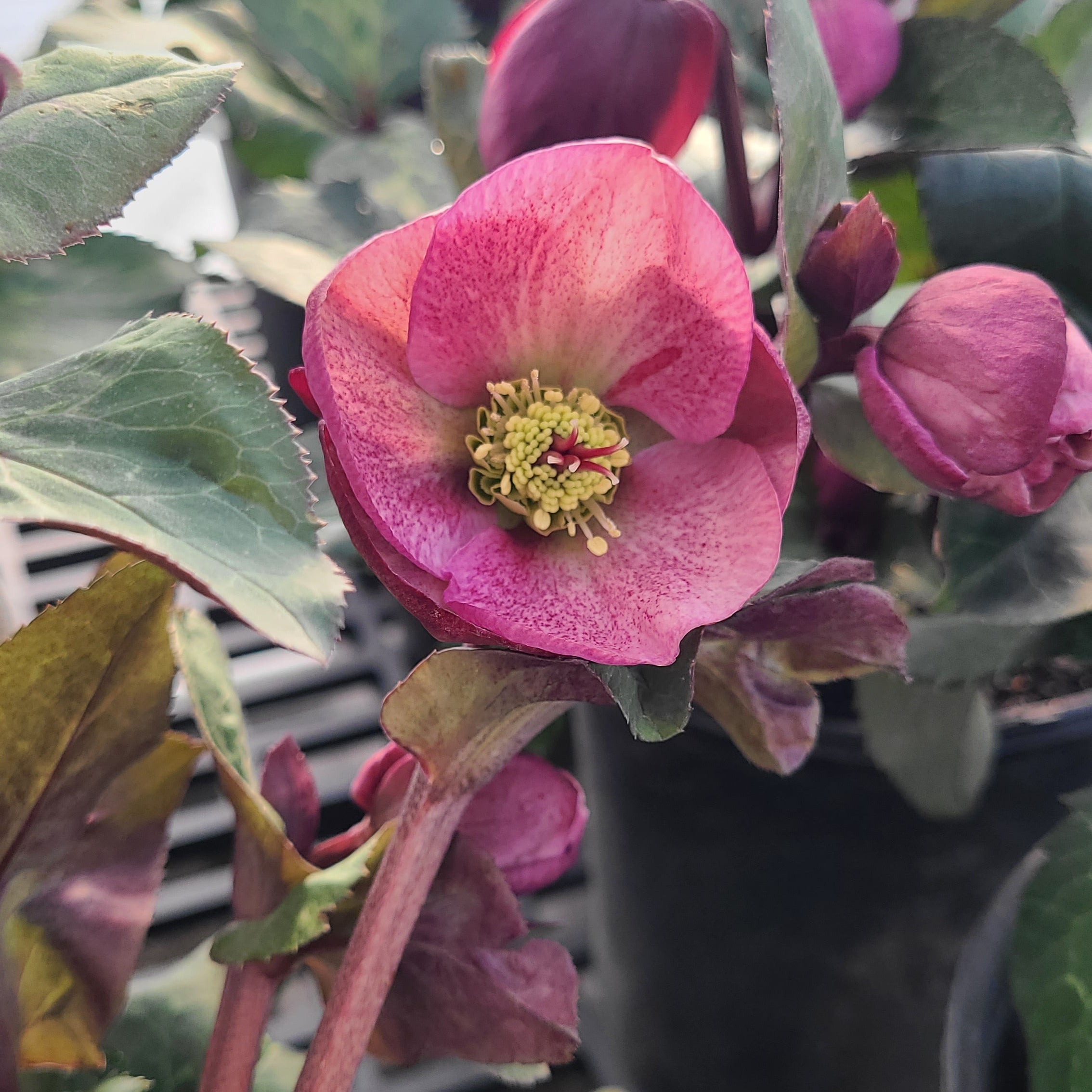 FrostKiss™ Charmer Hellebore