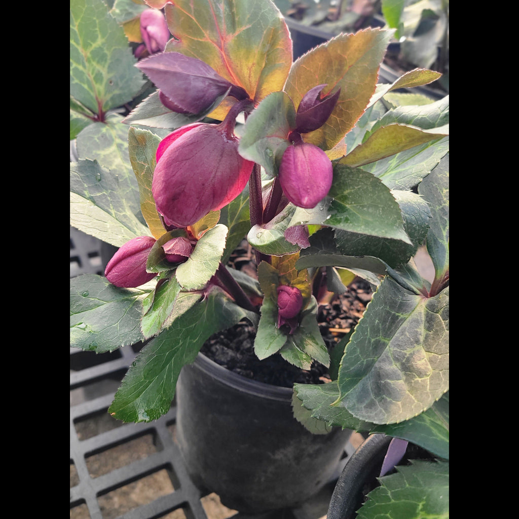 FrostKiss™ Charmer Hellebore