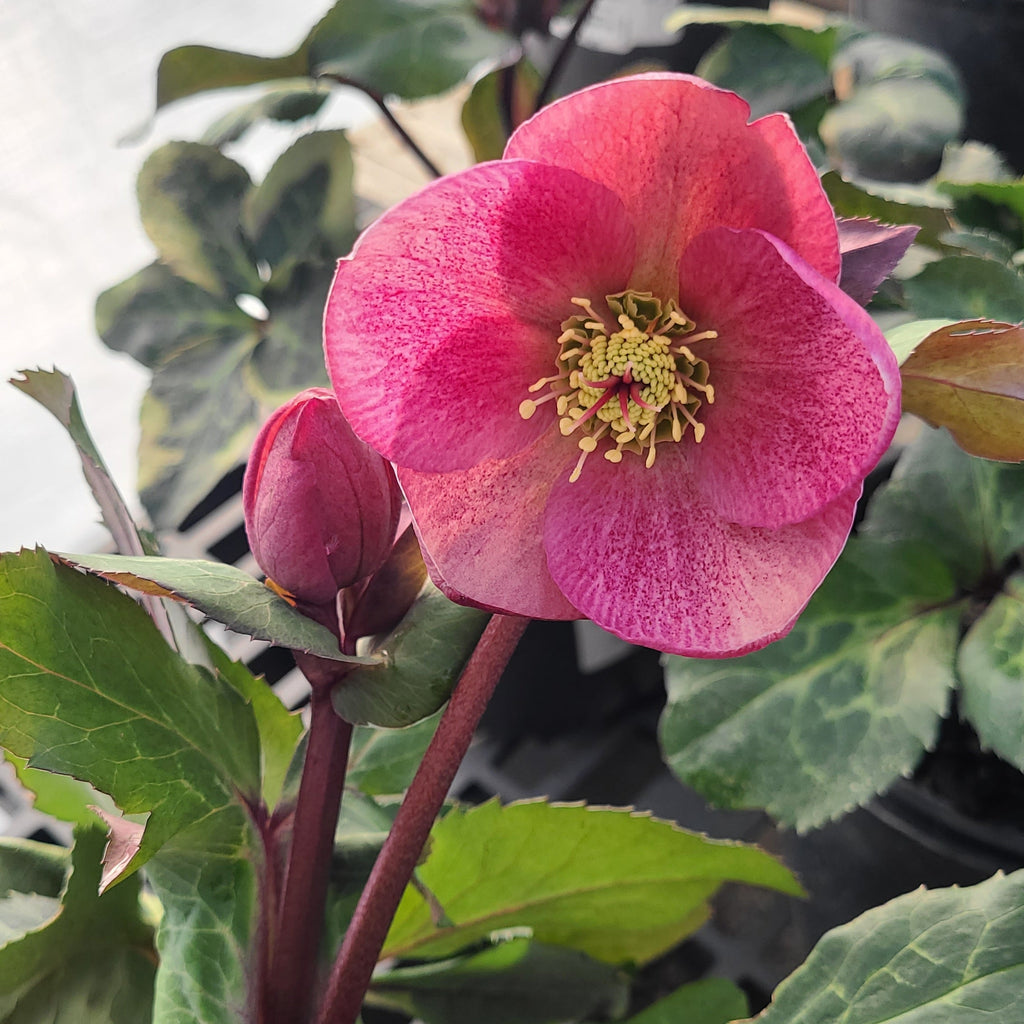 FrostKiss™ Charmer Hellebore