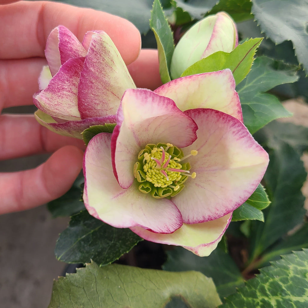HGC® Ice Breaker® Bonny Hellebore