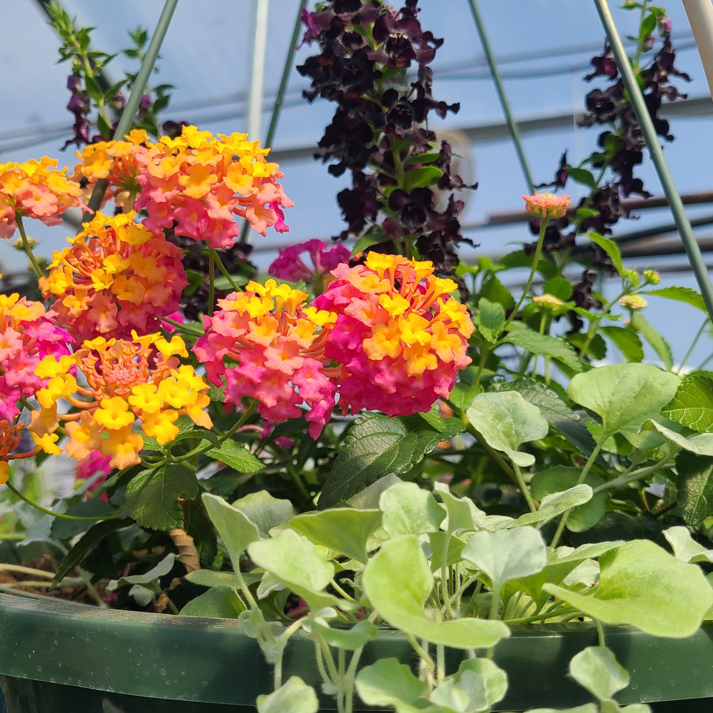 Kansas Sunset Hanging Basket