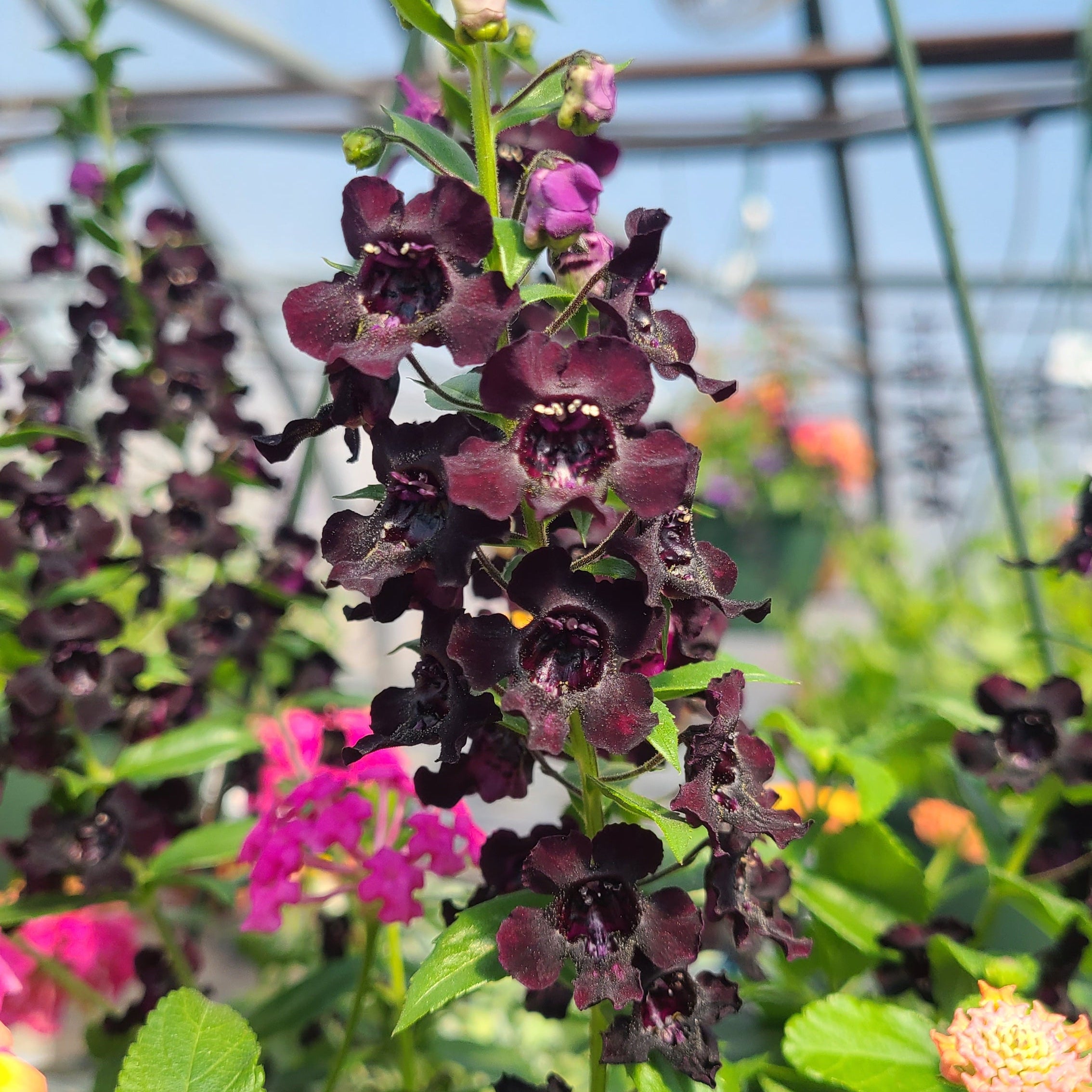 Kansas Sunset Hanging Basket