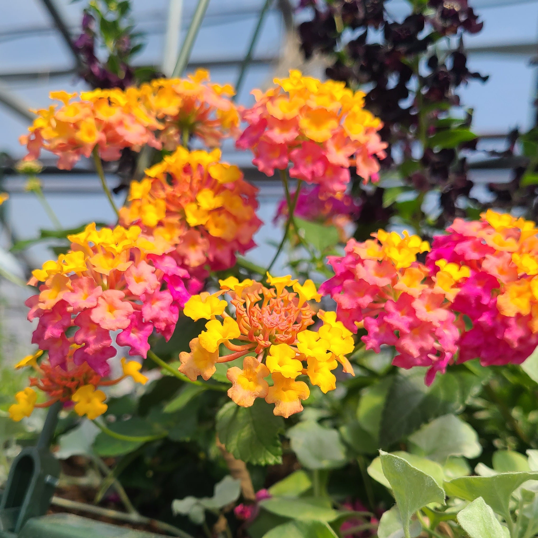Kansas Sunset Hanging Basket