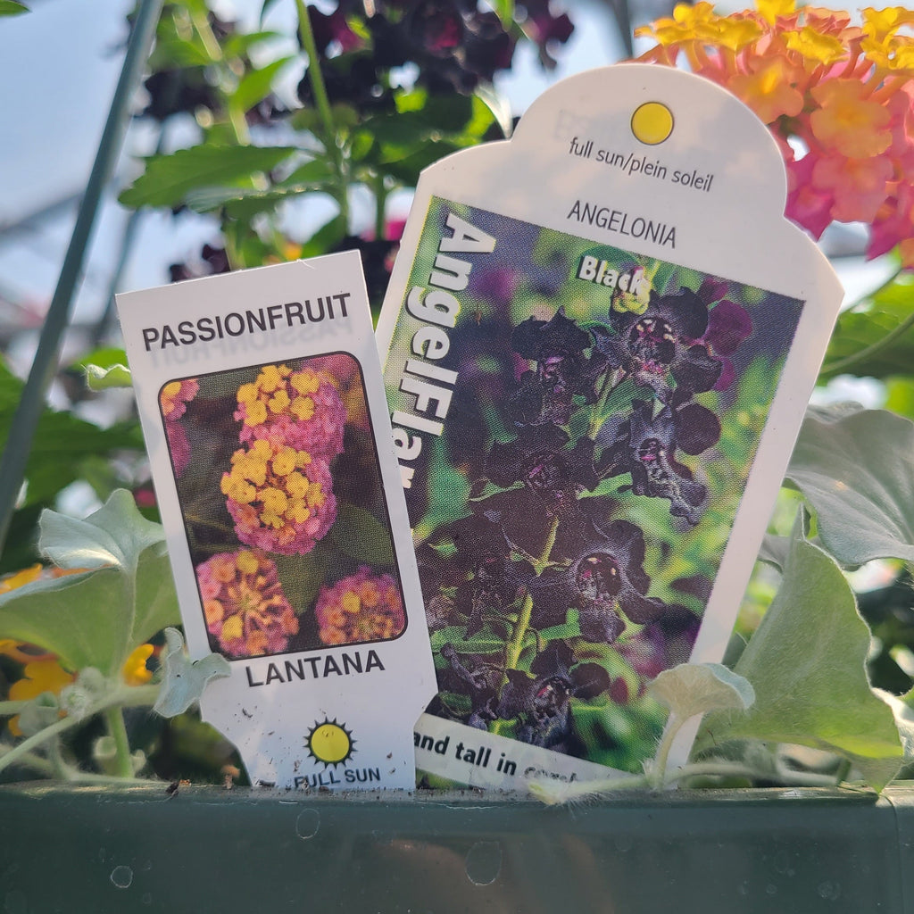 Kansas Sunset Hanging Basket