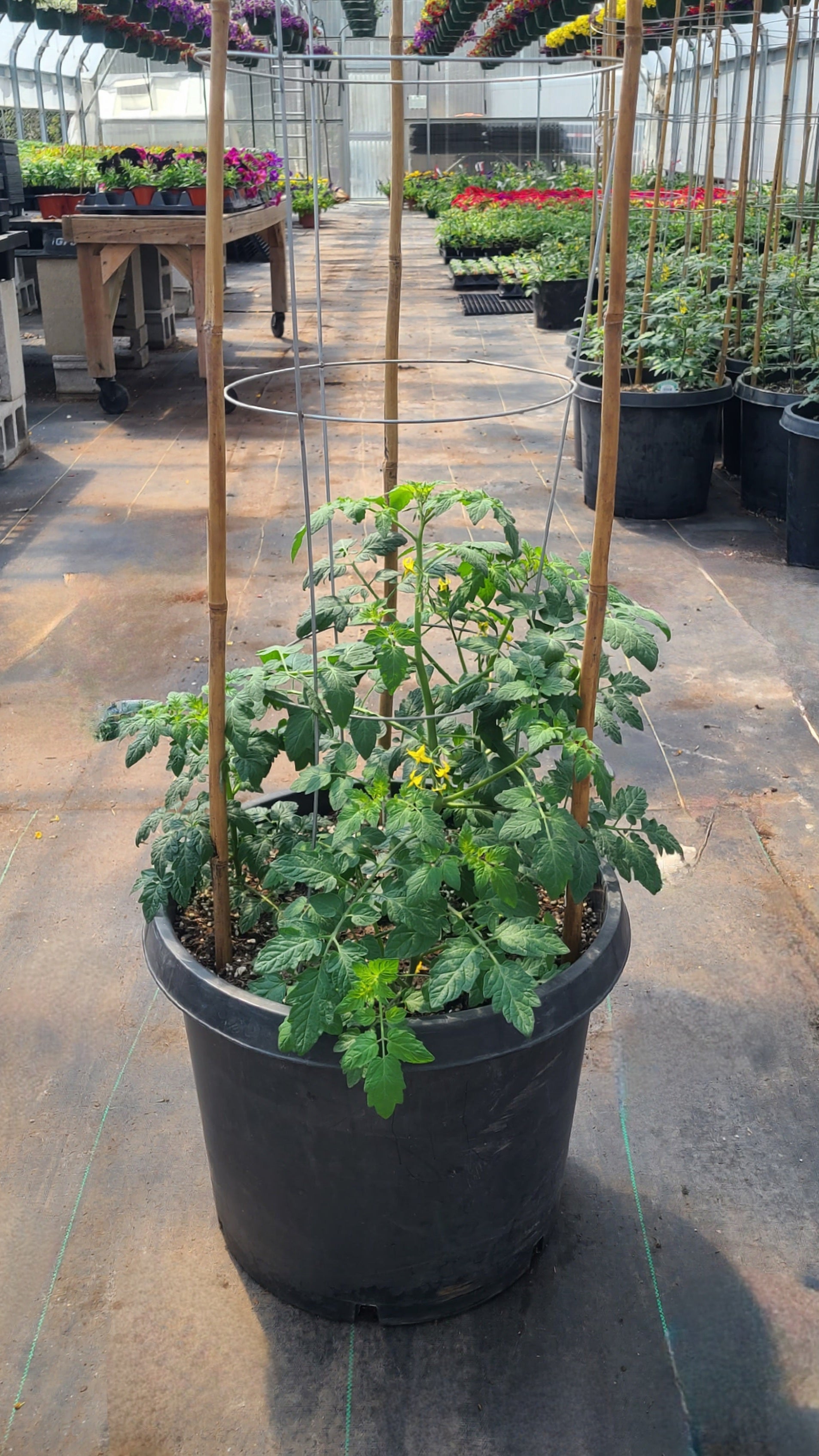John's Trifecta of Tomatoes Pot