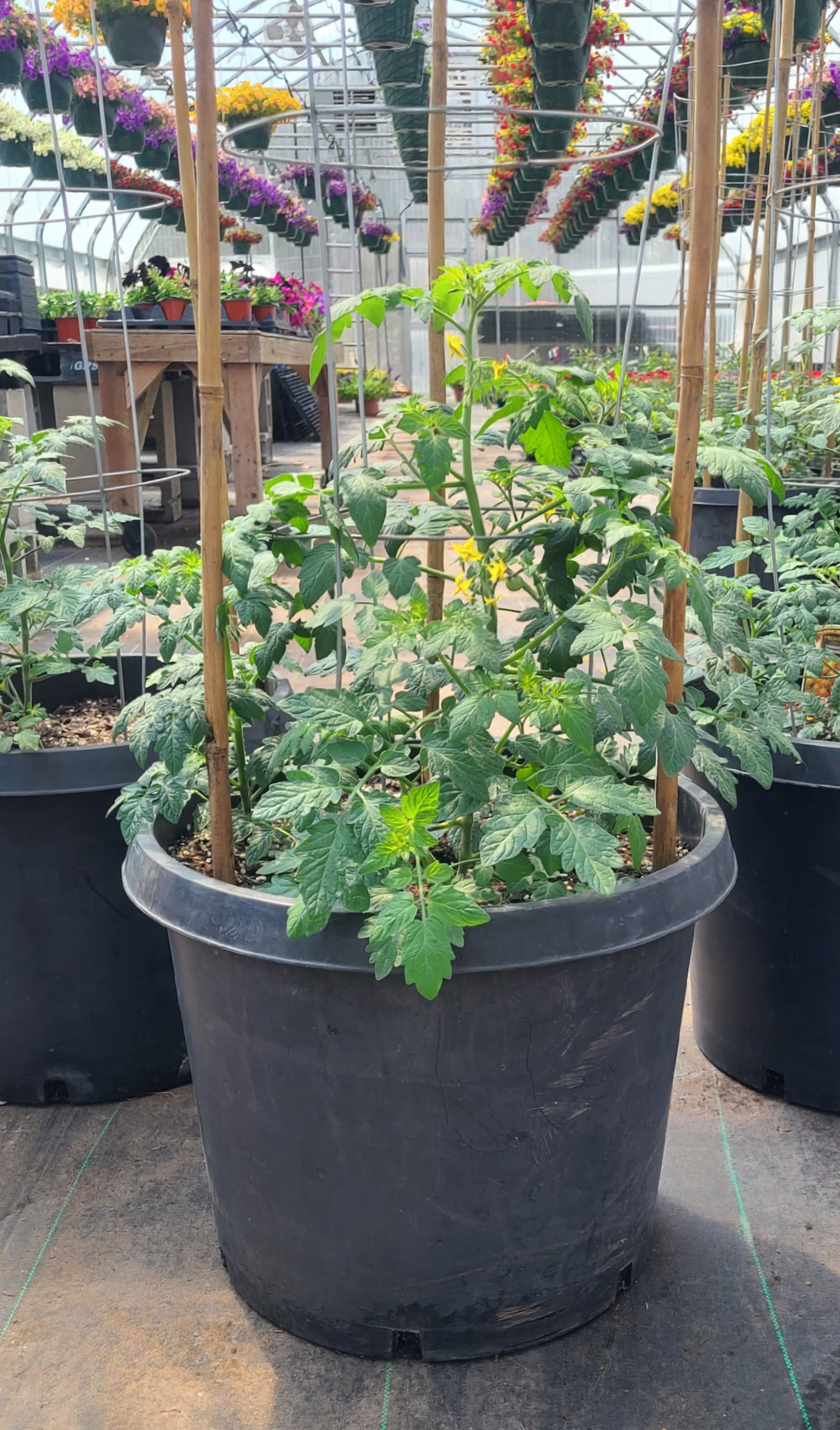 John's Trifecta of Tomatoes Pot