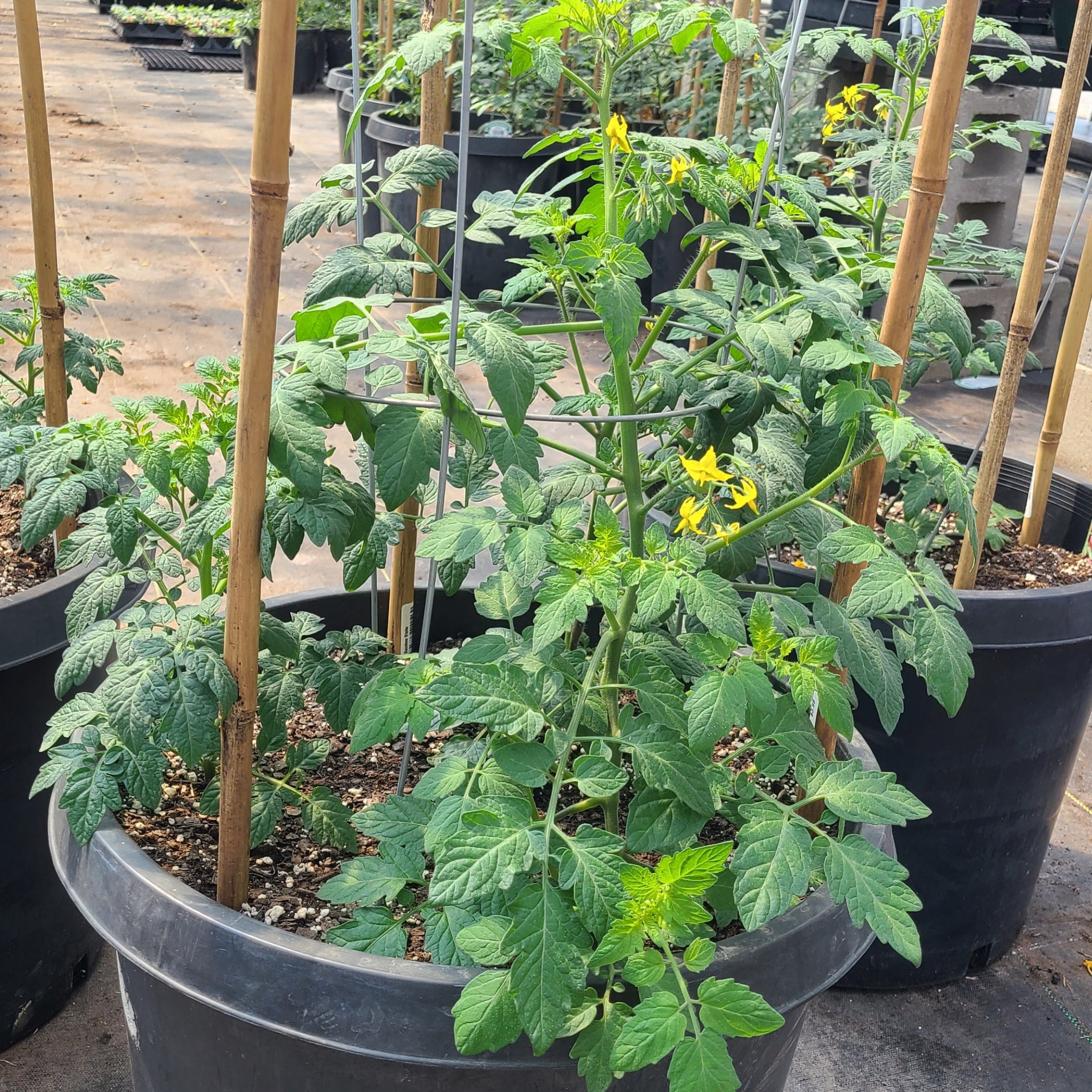 John's Trifecta of Tomatoes Pot