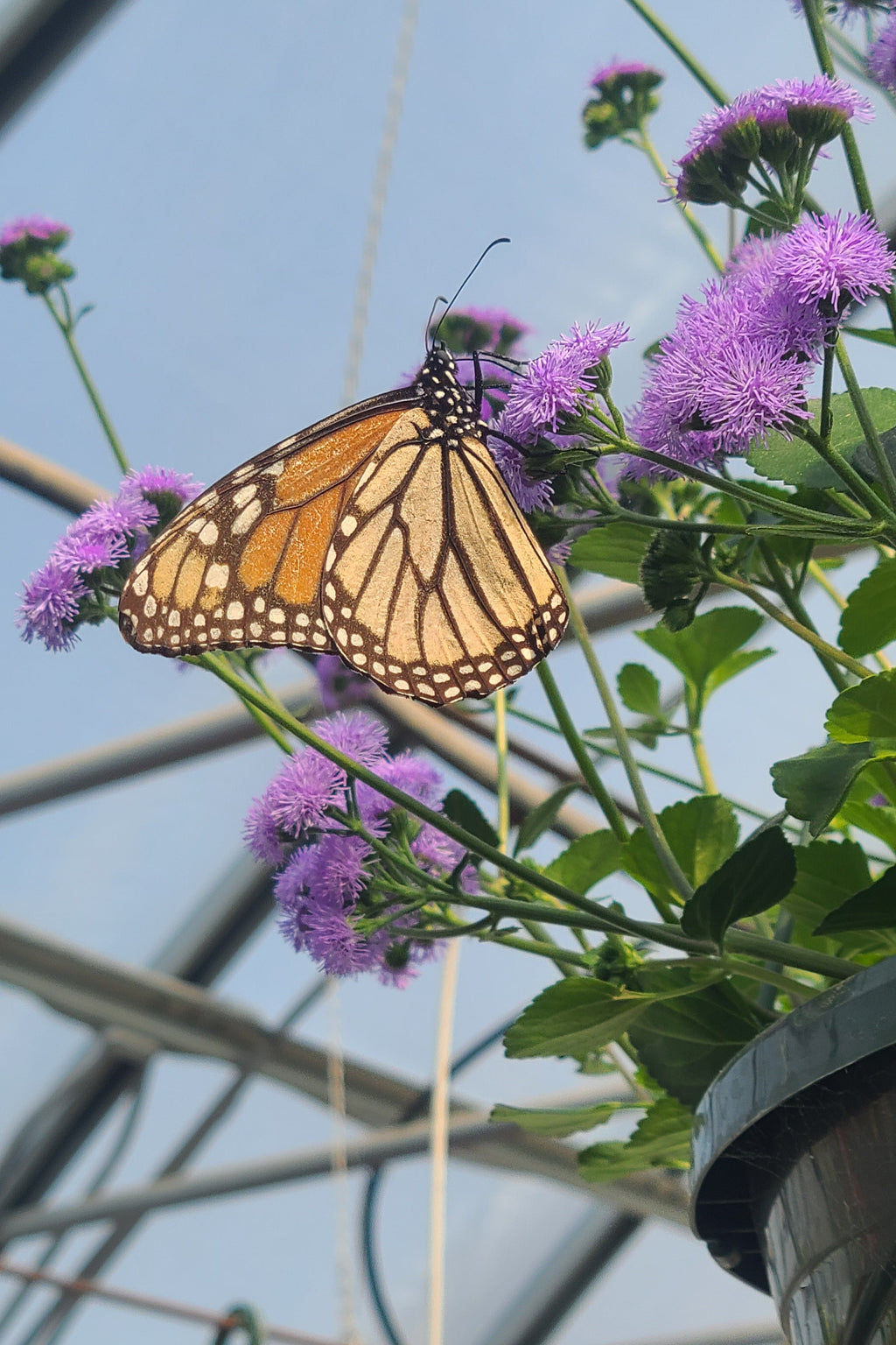 Monarch Magic Ageratum Hanging Basket