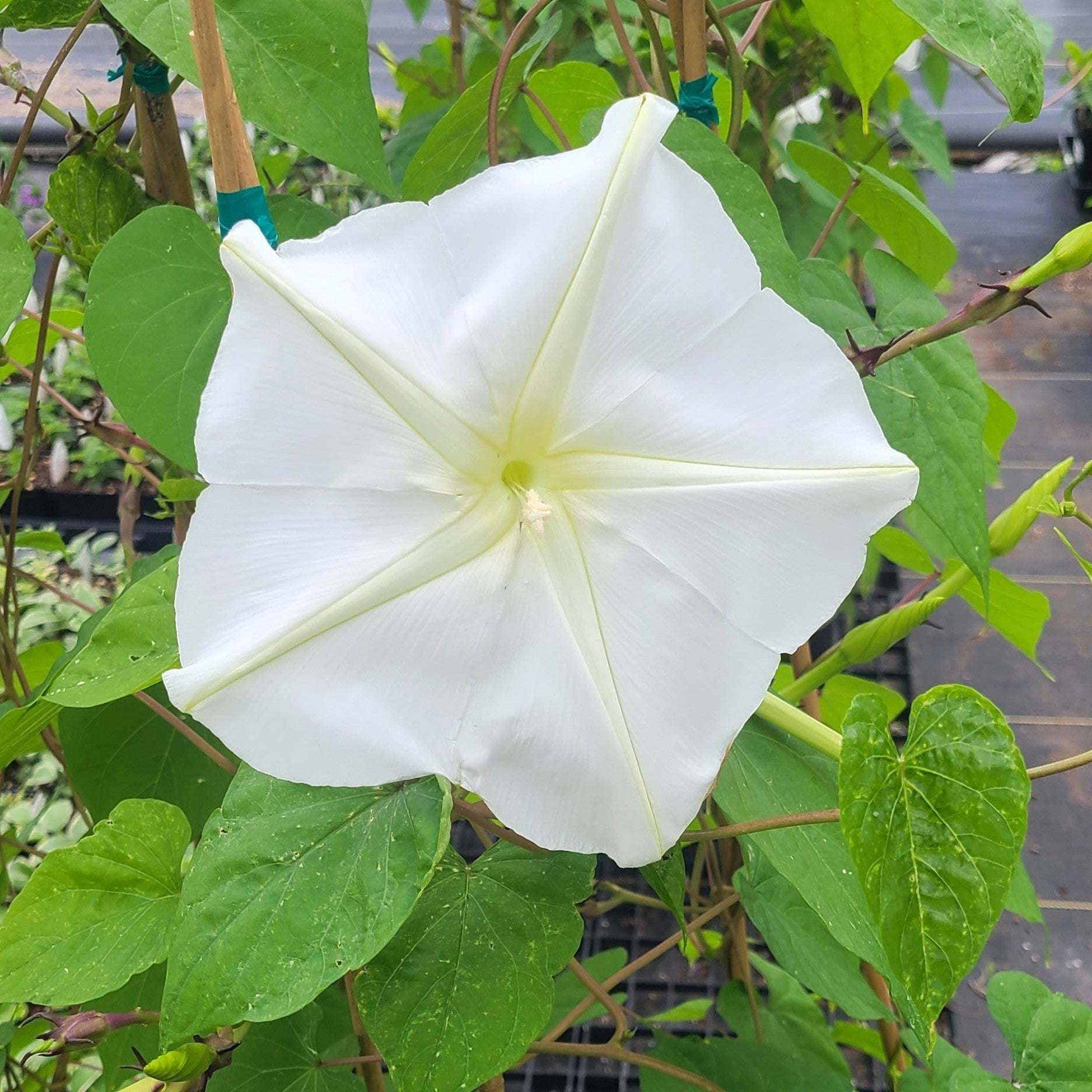 Moon Flower Morning Glory Vine