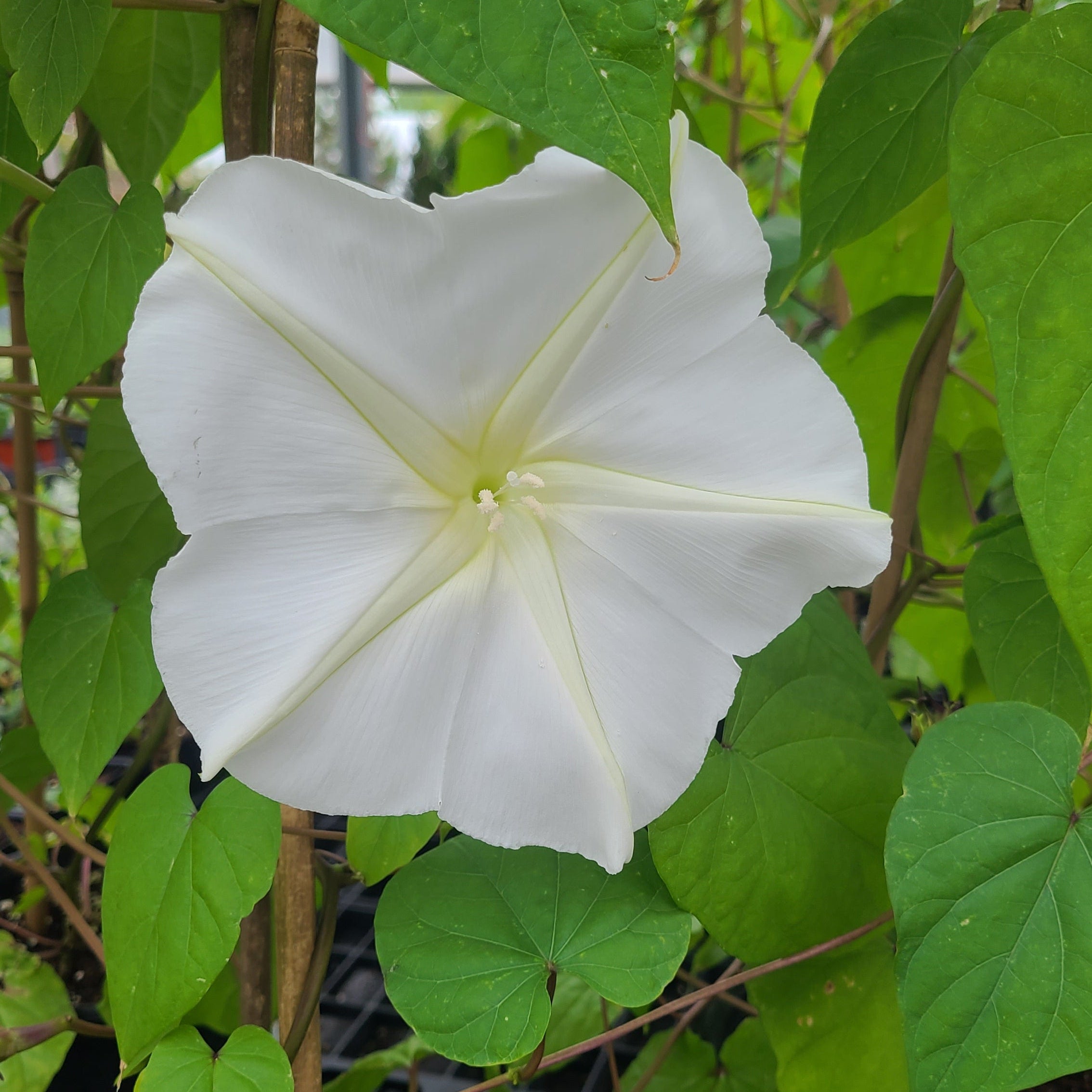 Moon Flower Morning Glory Vine