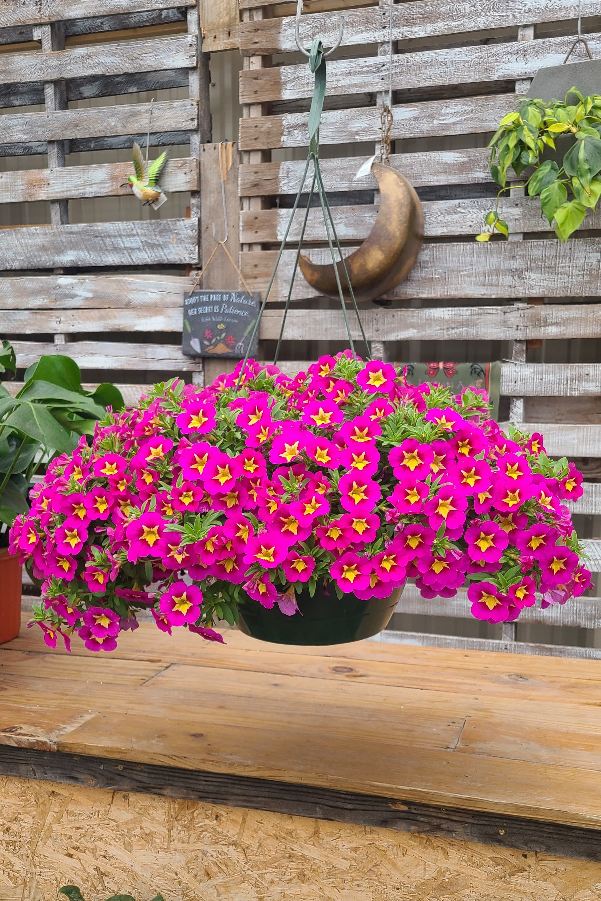 Pink Star Mother's Day Hanging Basket