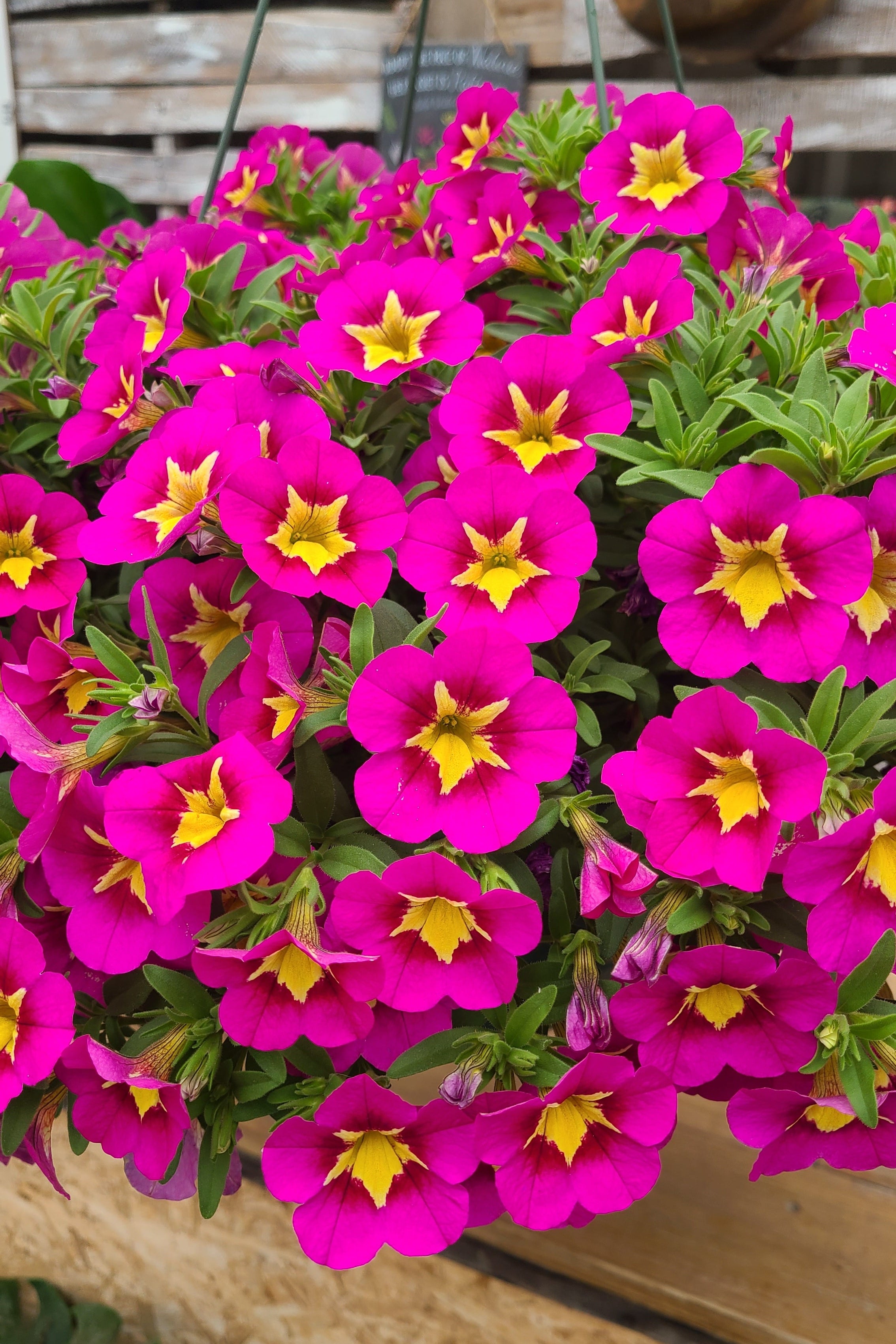 Pink Star Mother's Day Hanging Basket