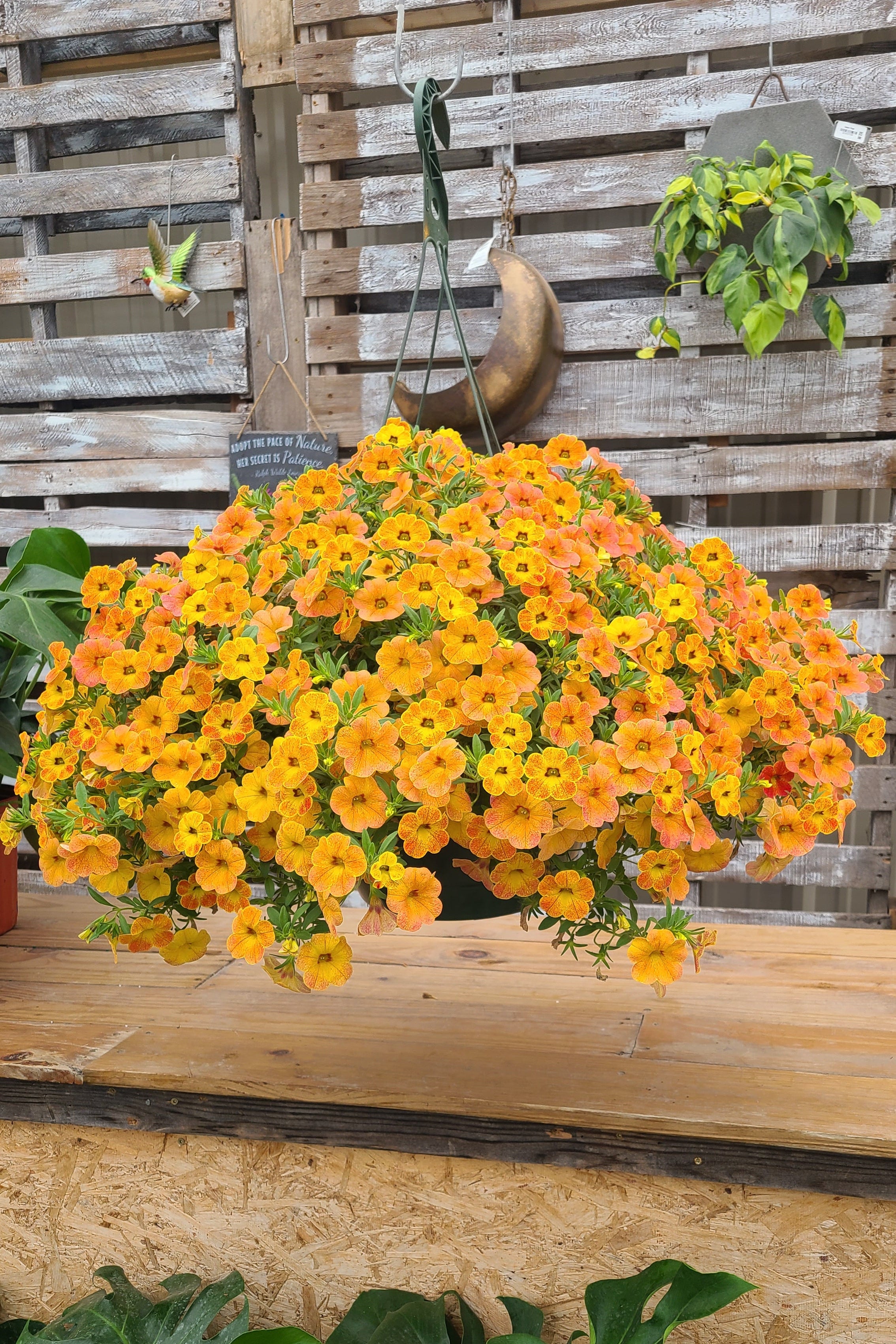 Diva Orange Mother's Day Hanging Basket