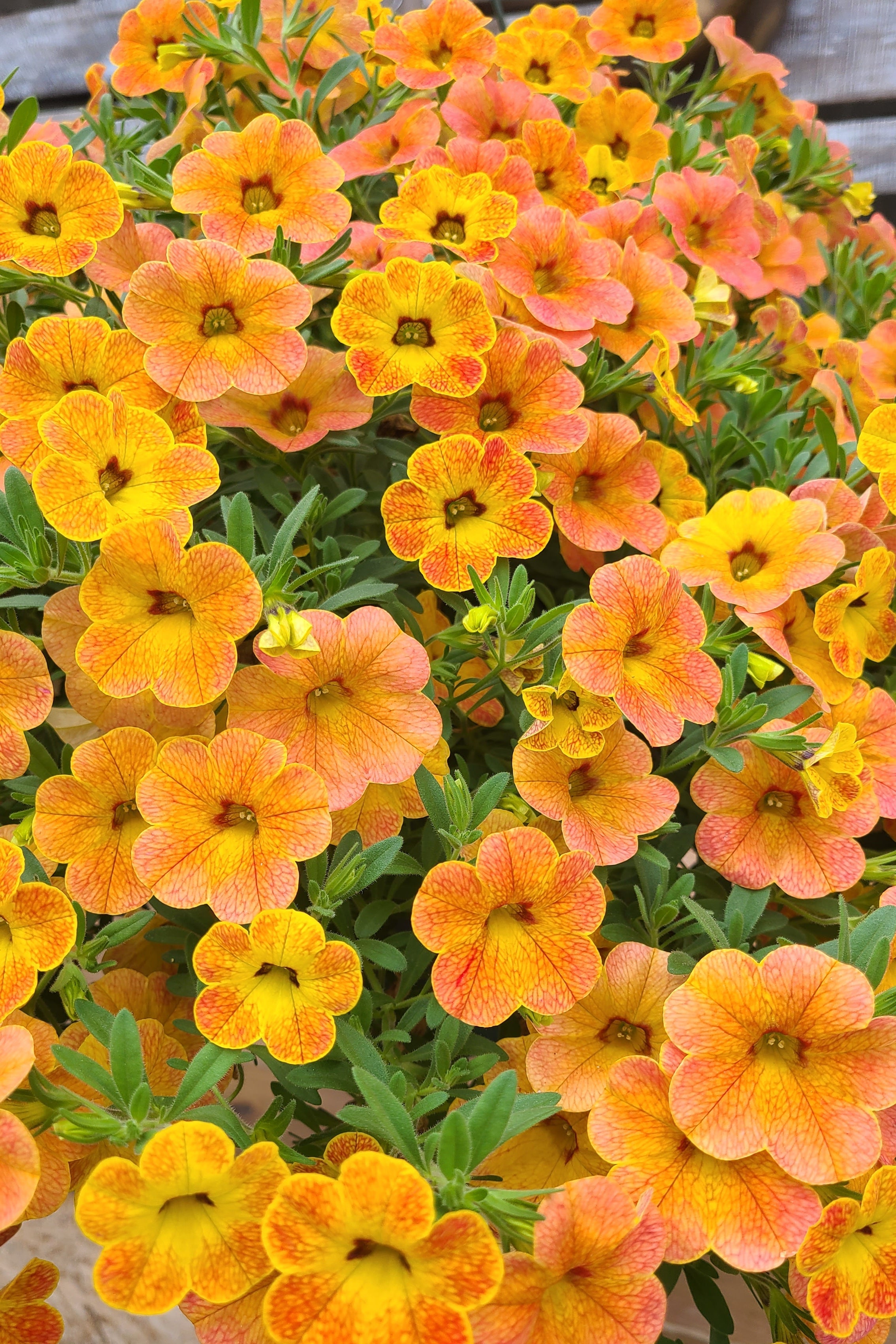 Diva Orange Mother's Day Hanging Basket