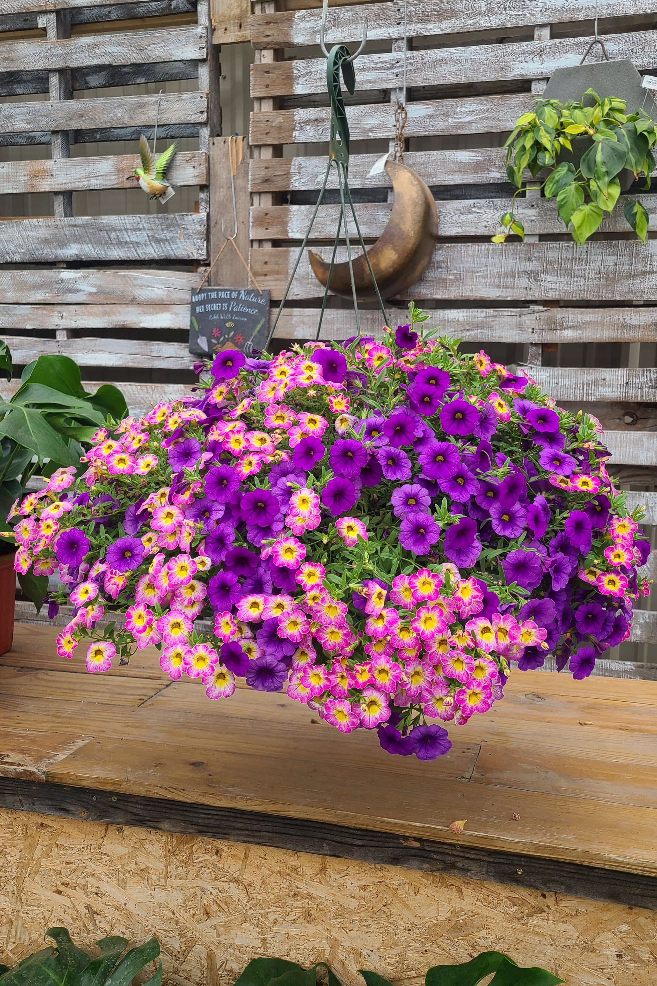 Purple Pop Mother's Day Hanging Basket