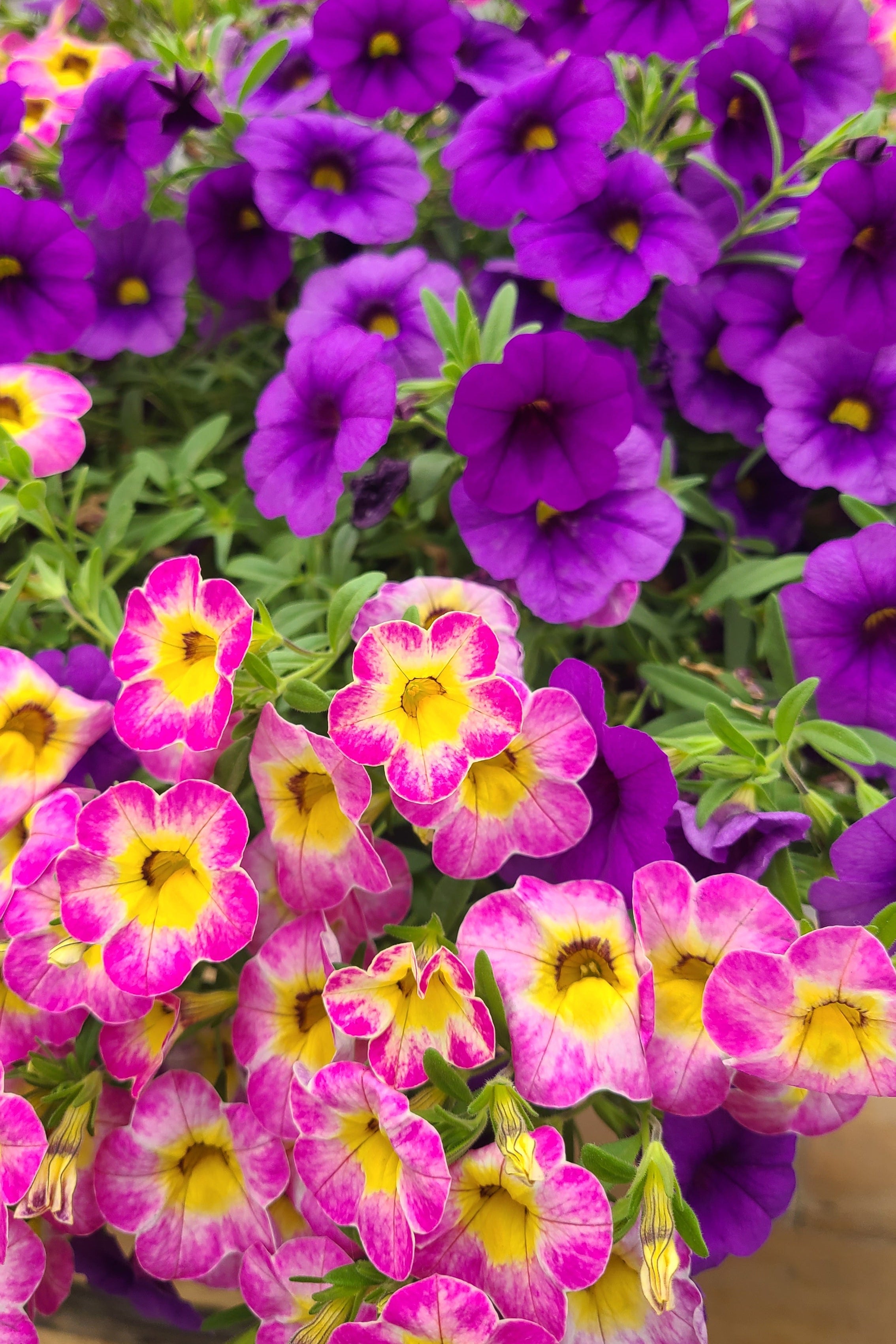 Purple Pop Mother's Day Hanging Basket