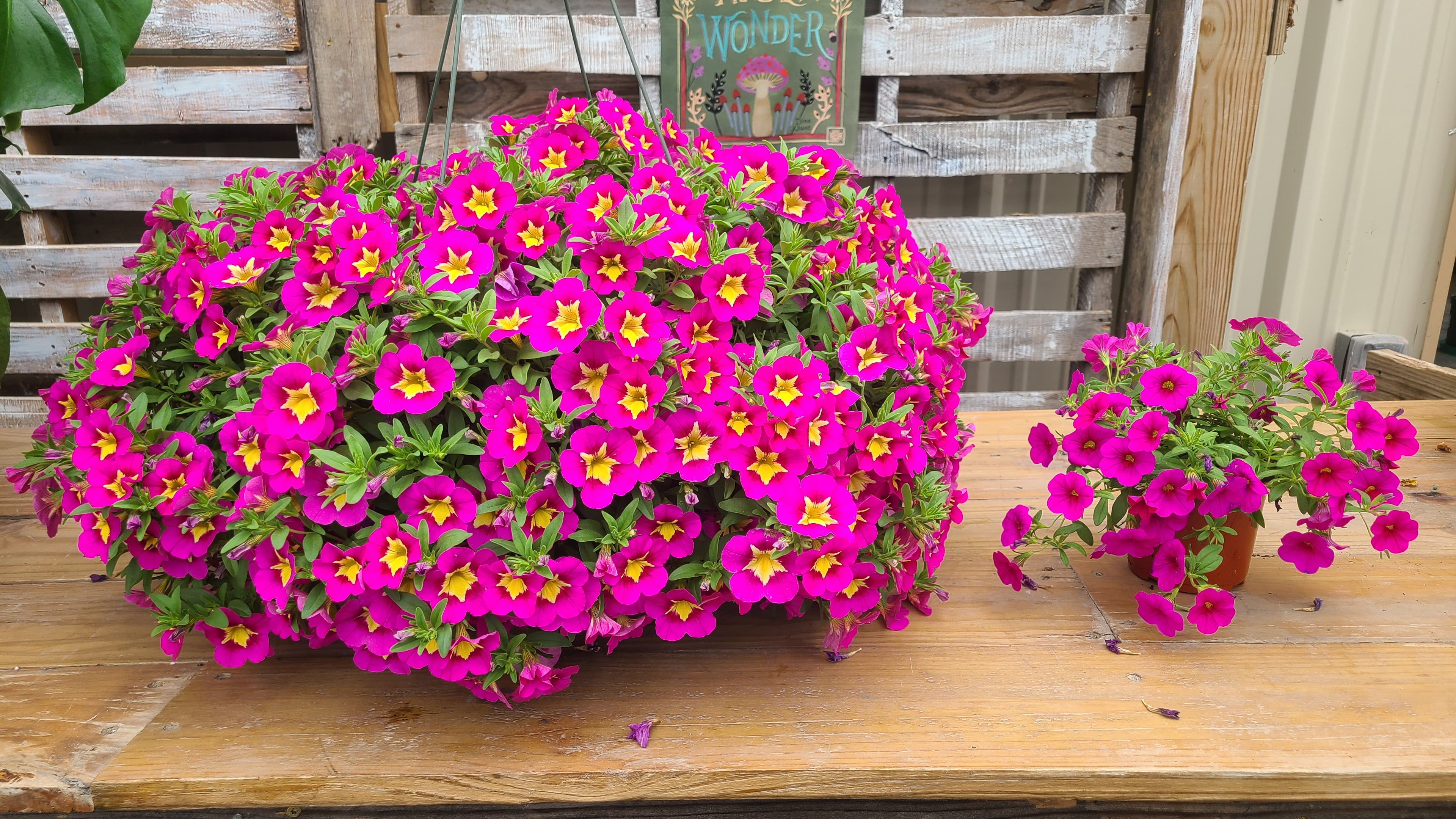 Pink Star Mother's Day Hanging Basket