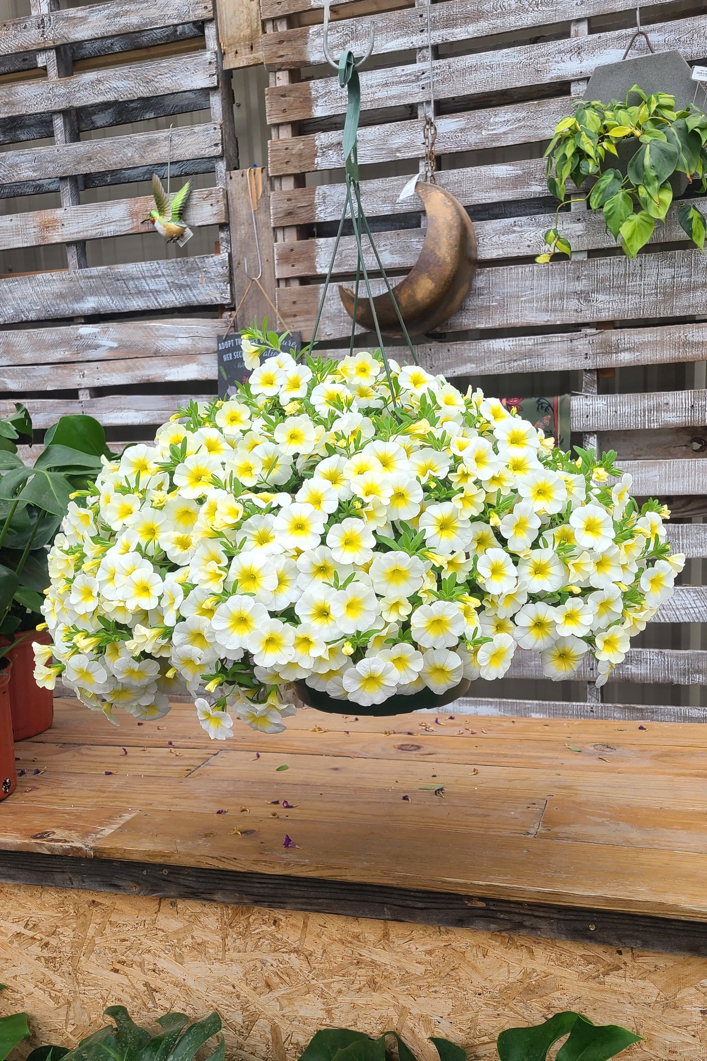 Shooting Star Mother's Day Hanging Basket