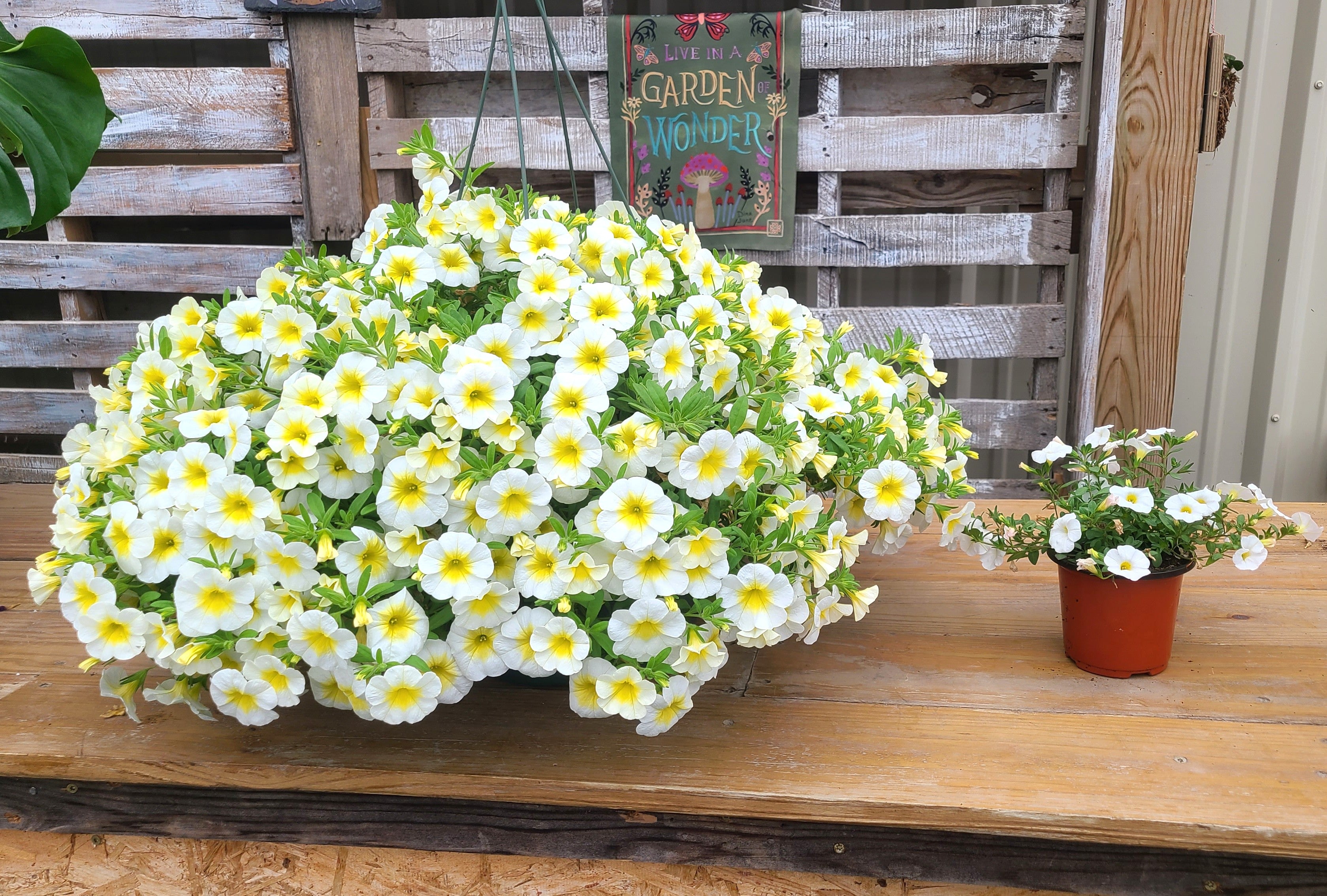 Shooting Star Mother's Day Hanging Basket