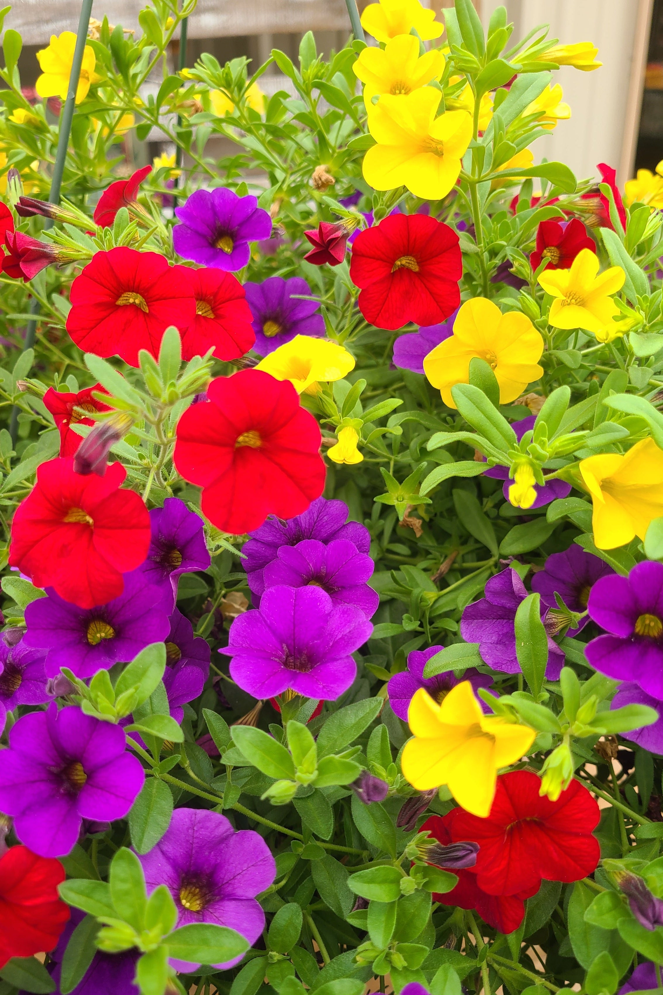 Tutti Frutti Mother's Day Hanging Basket