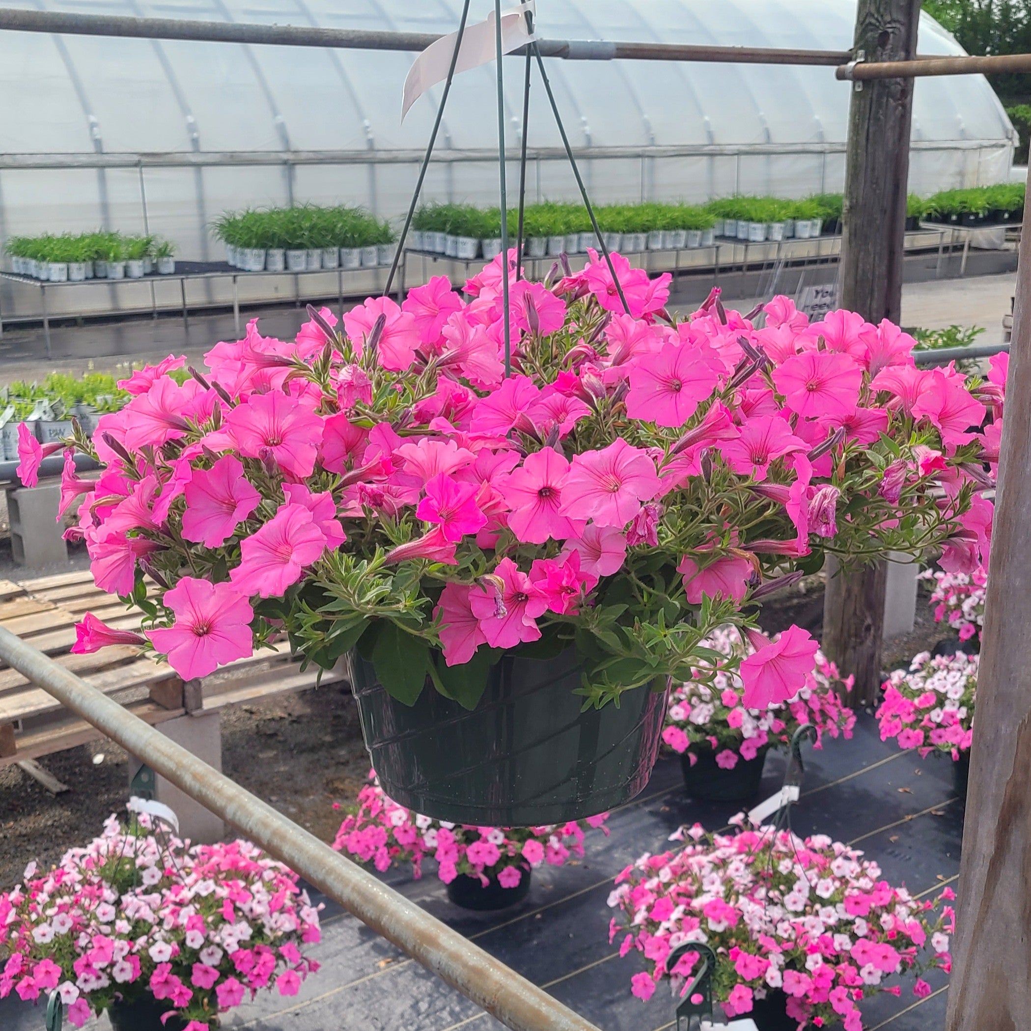 Supertunia Vista® Bubblegum® Petunia Hanging Basket
