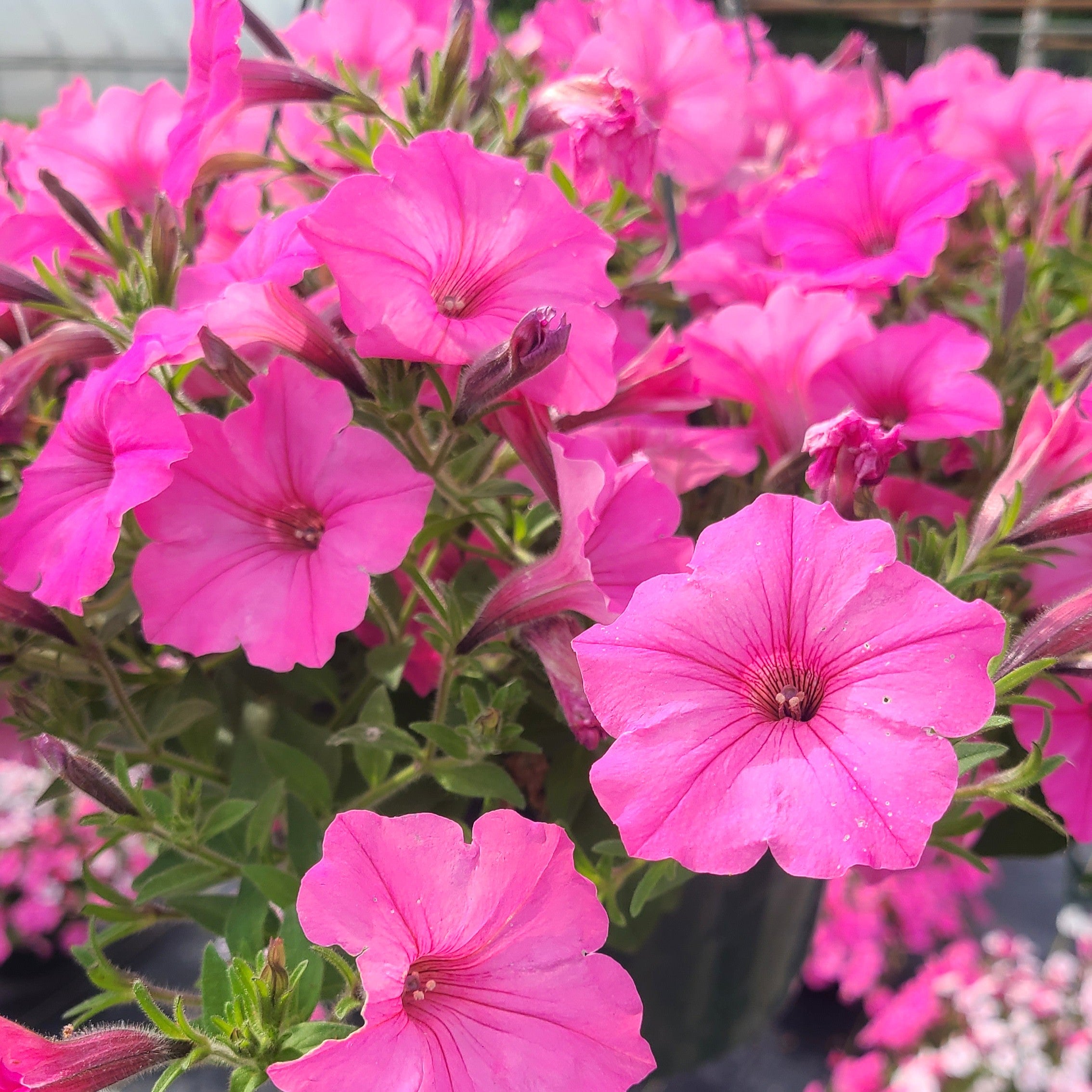 Supertunia Vista® Bubblegum® Petunia Hanging Basket