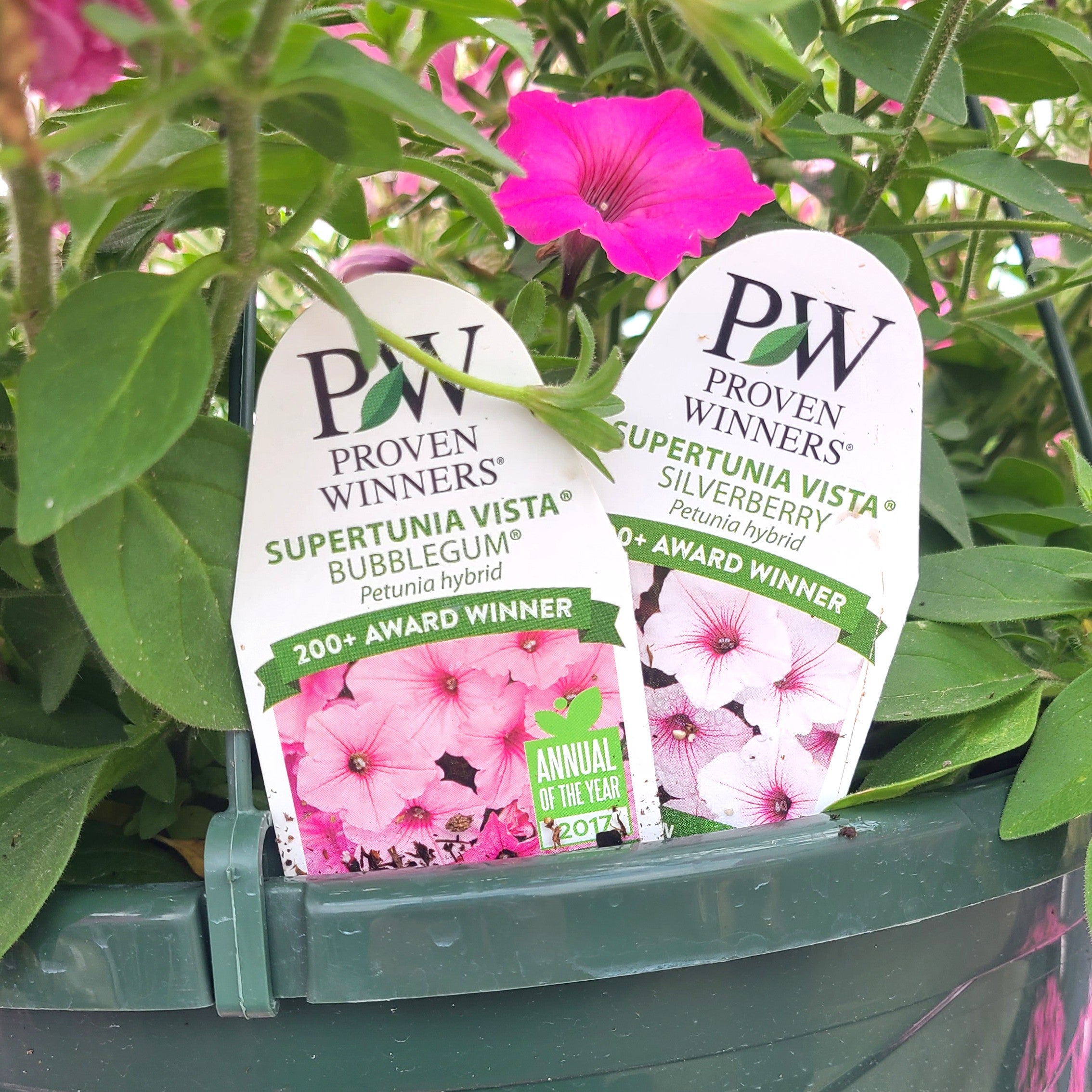 Supertunia Vista® Bubblegum® & Silver Berry Petunia Hanging Basket