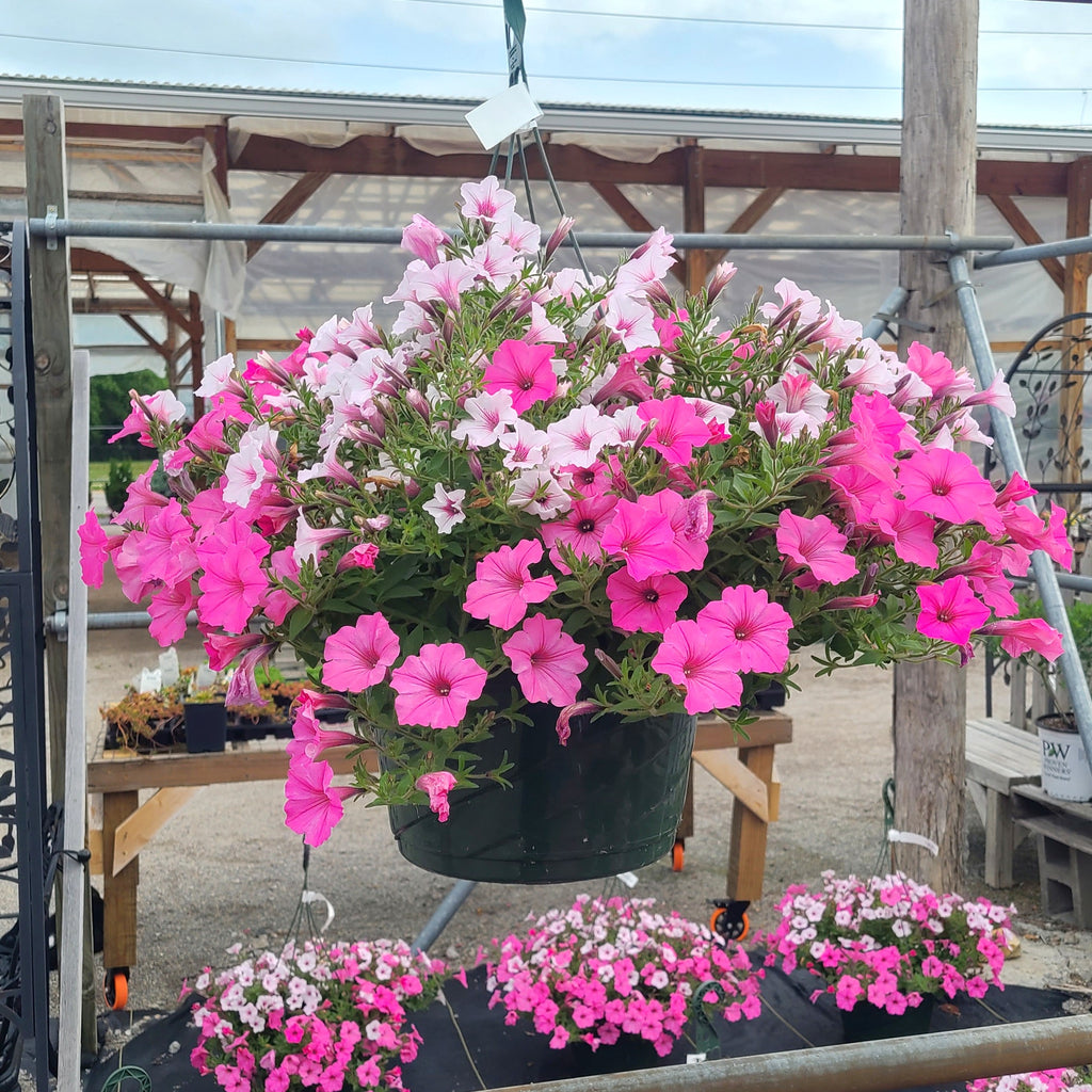 Supertunia Vista® Bubblegum® & Silver Berry Petunia Hanging Basket