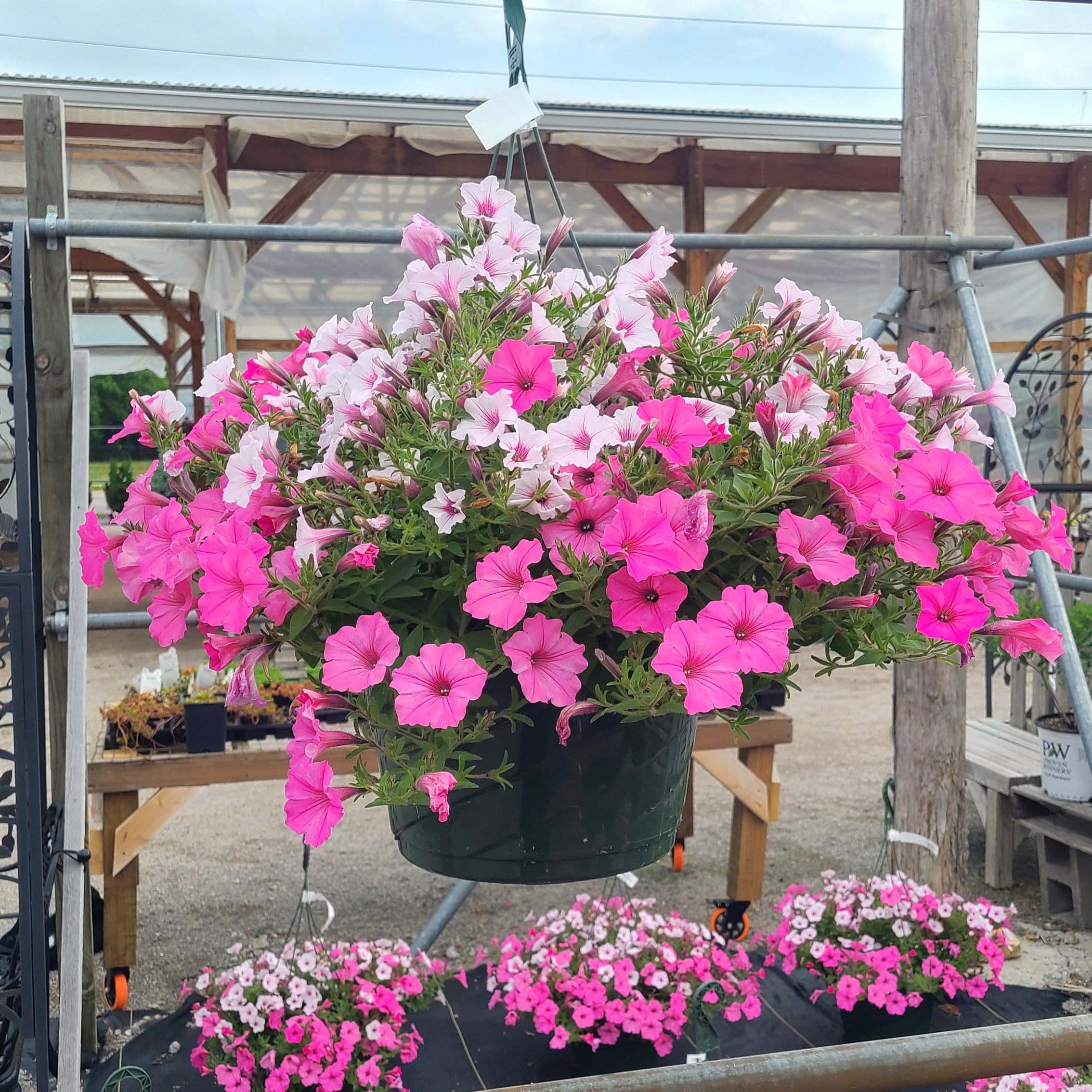 Supertunia Vista® Bubblegum® & Silver Berry Petunia Hanging Basket
